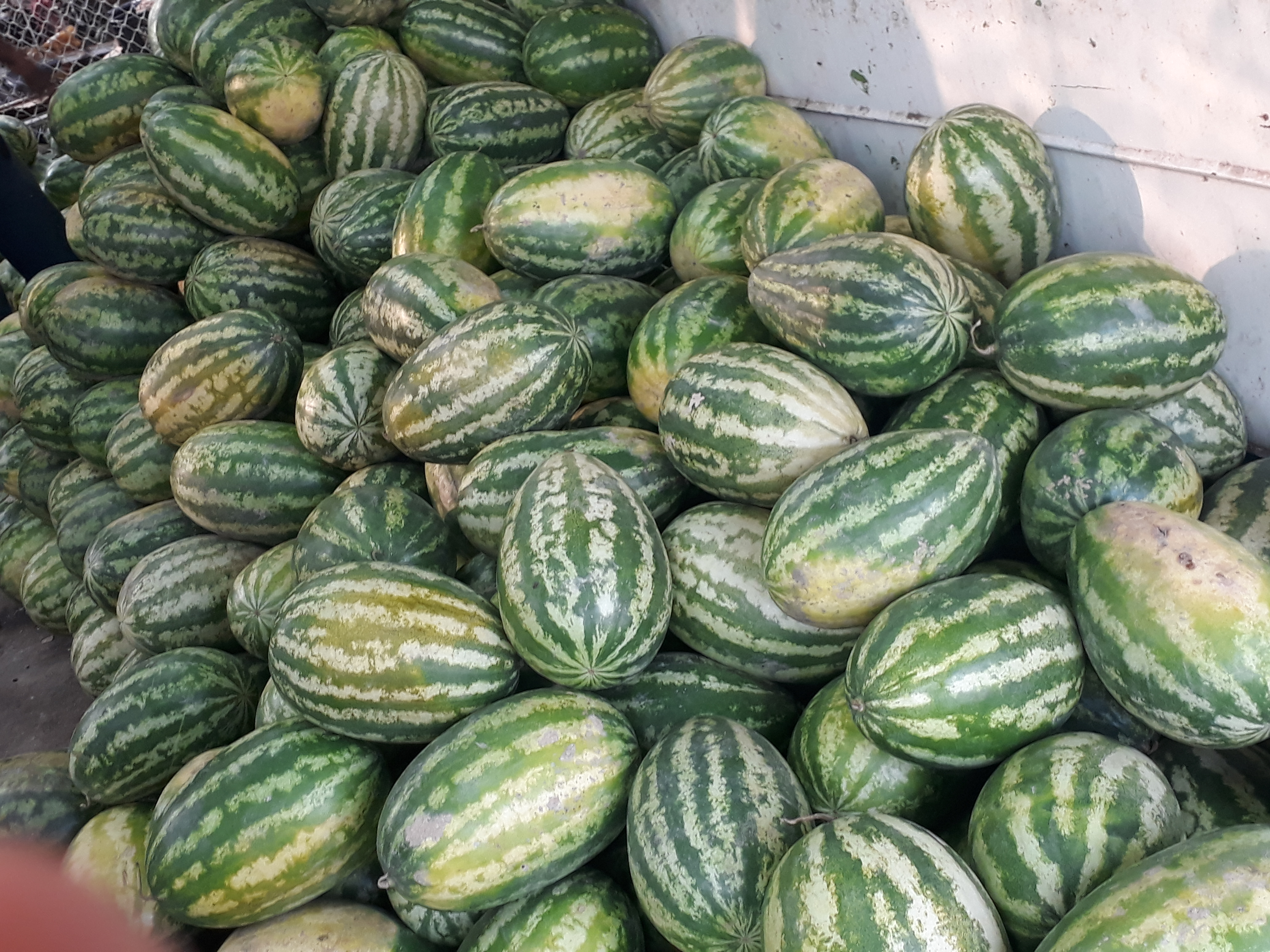 Sandia