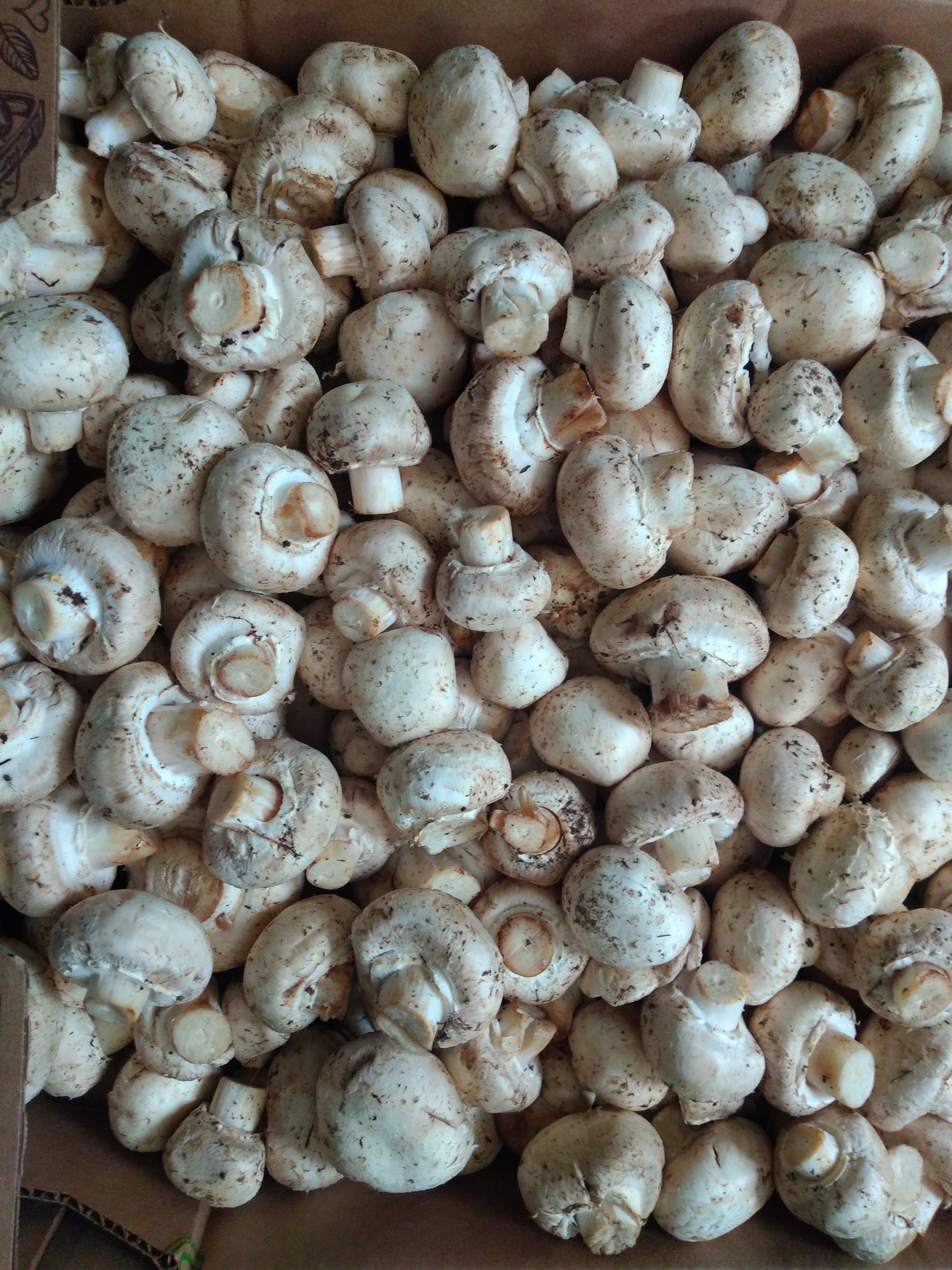 Champiñon