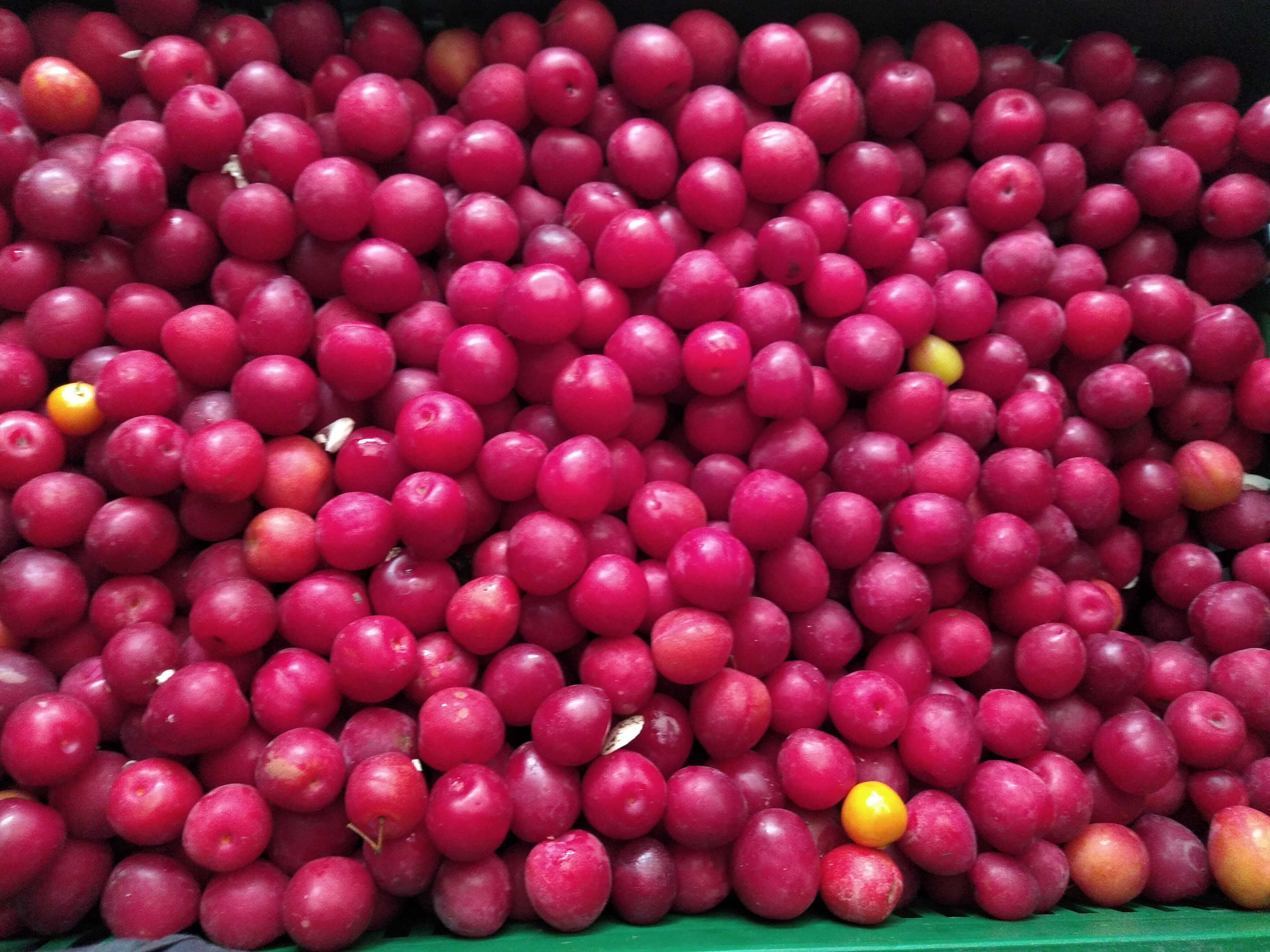 Ciruela Claudia