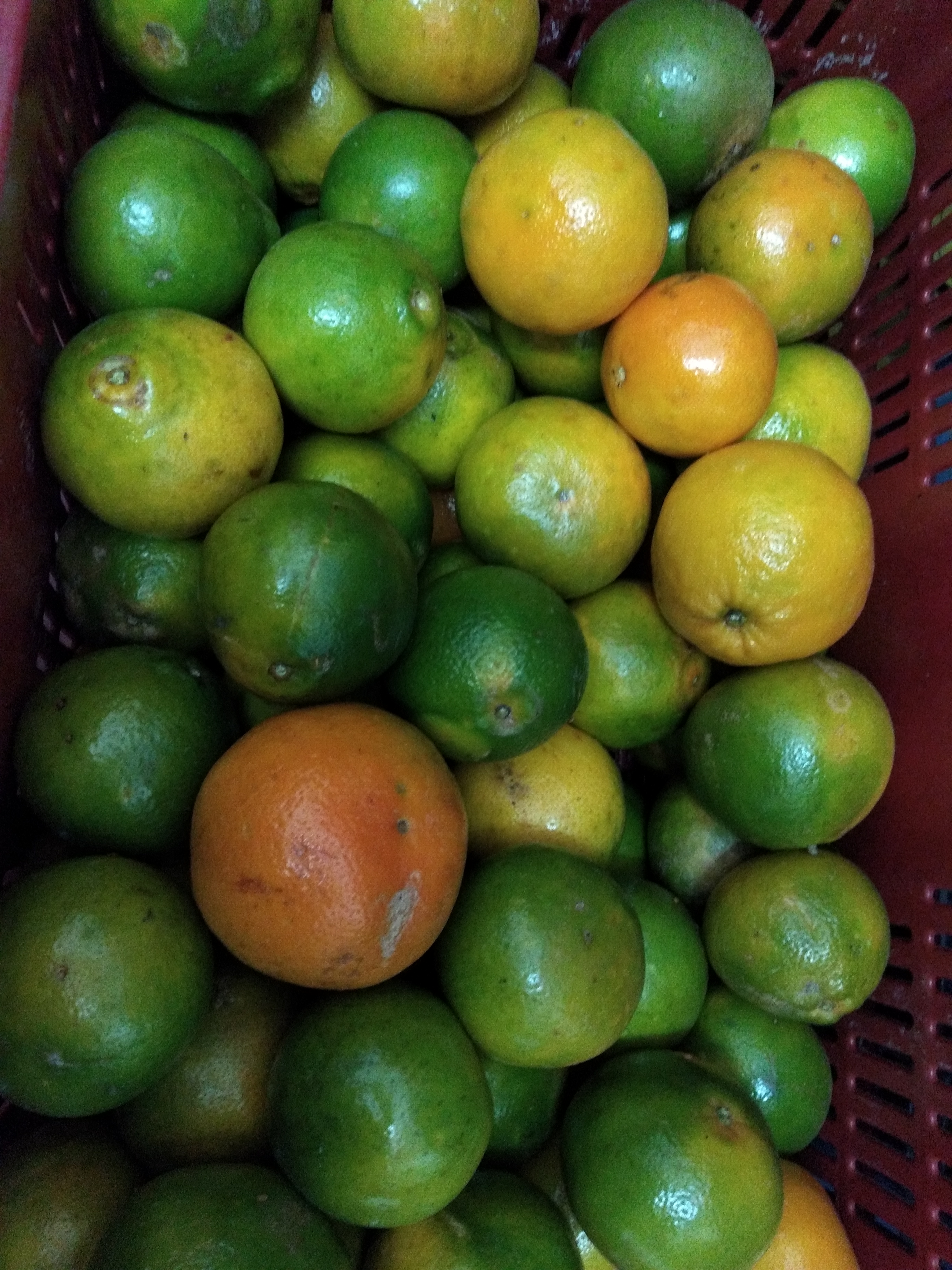 Naranja tangelo