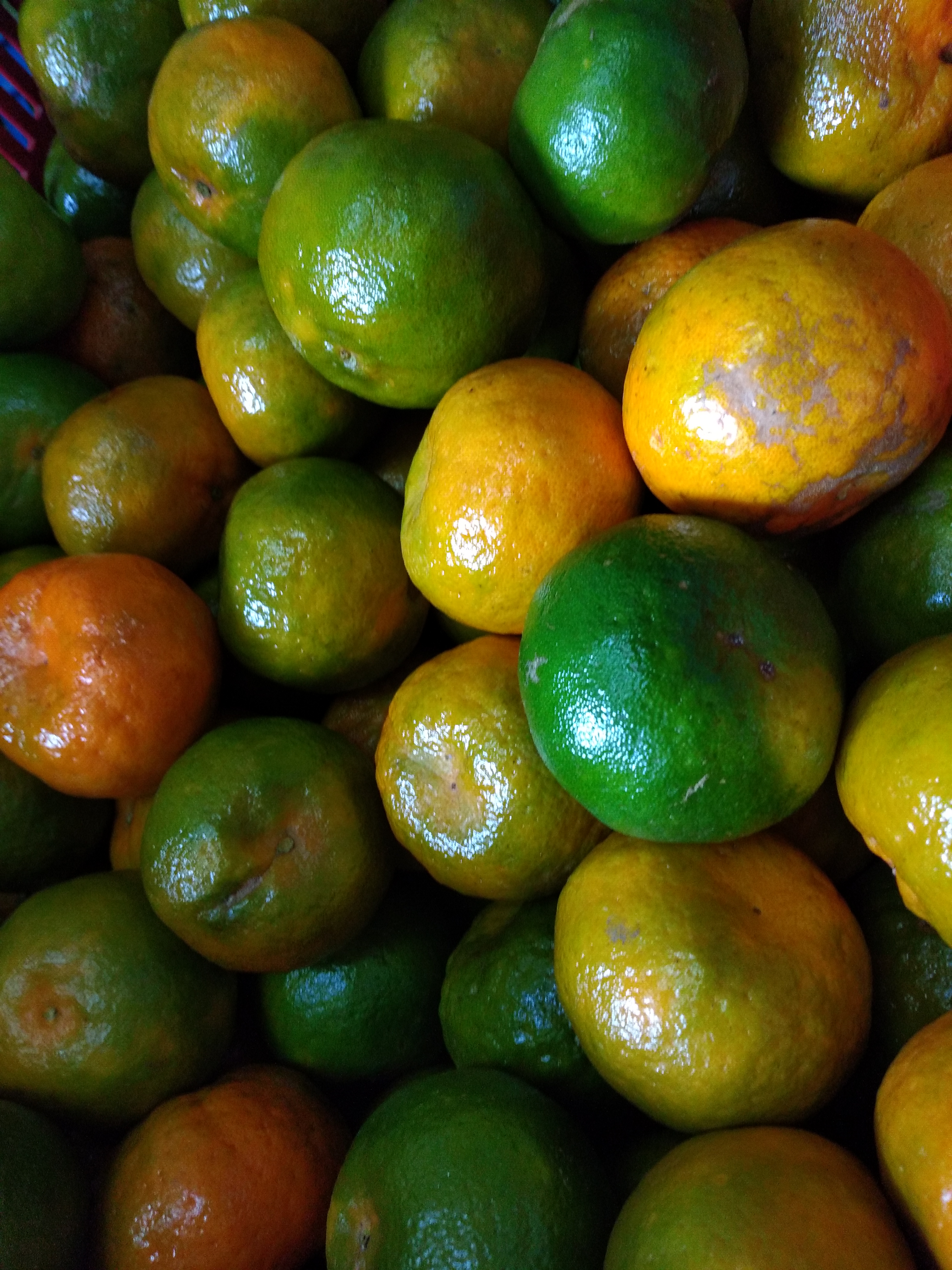 Mandarina