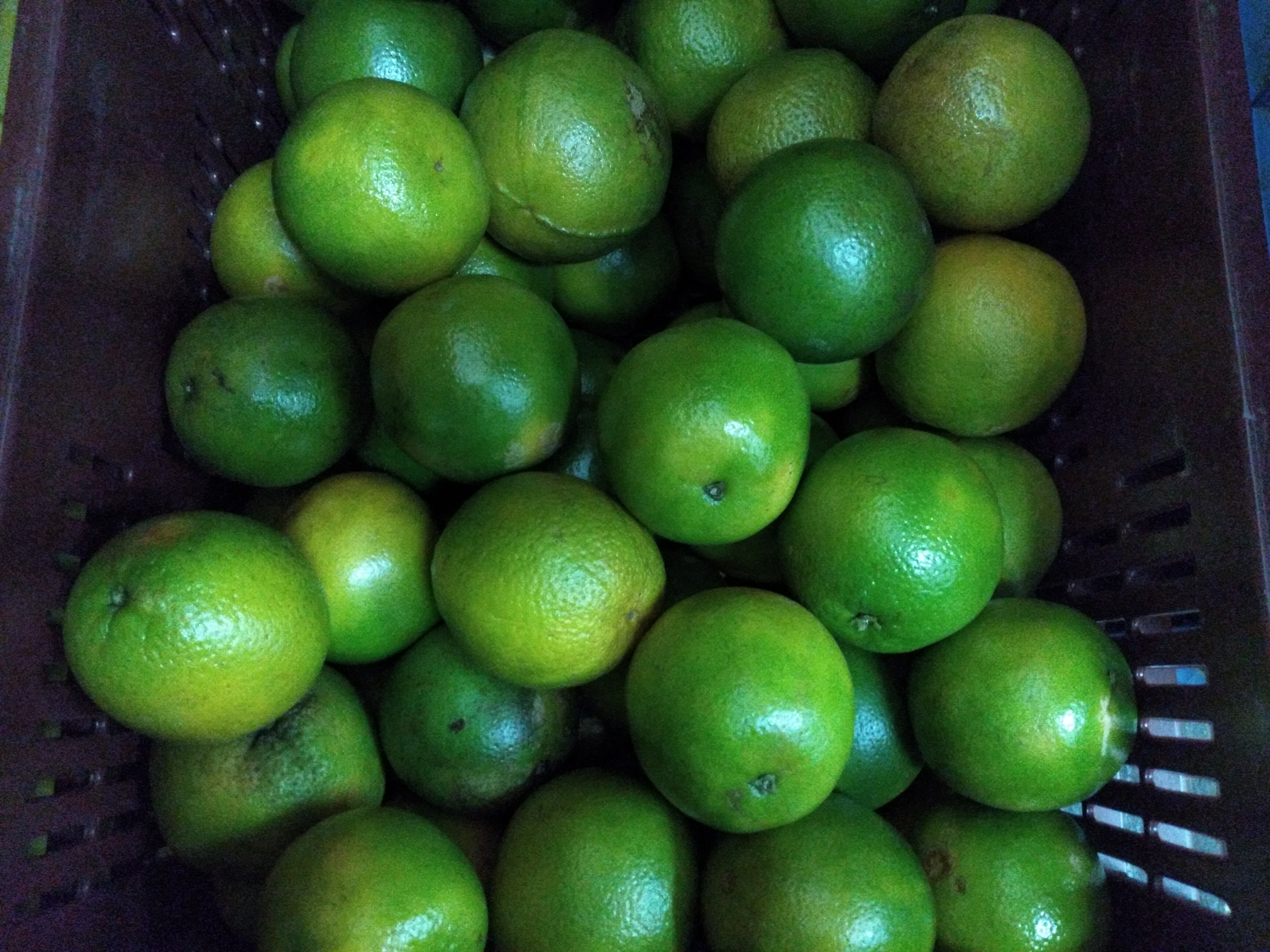Naranja Valencia