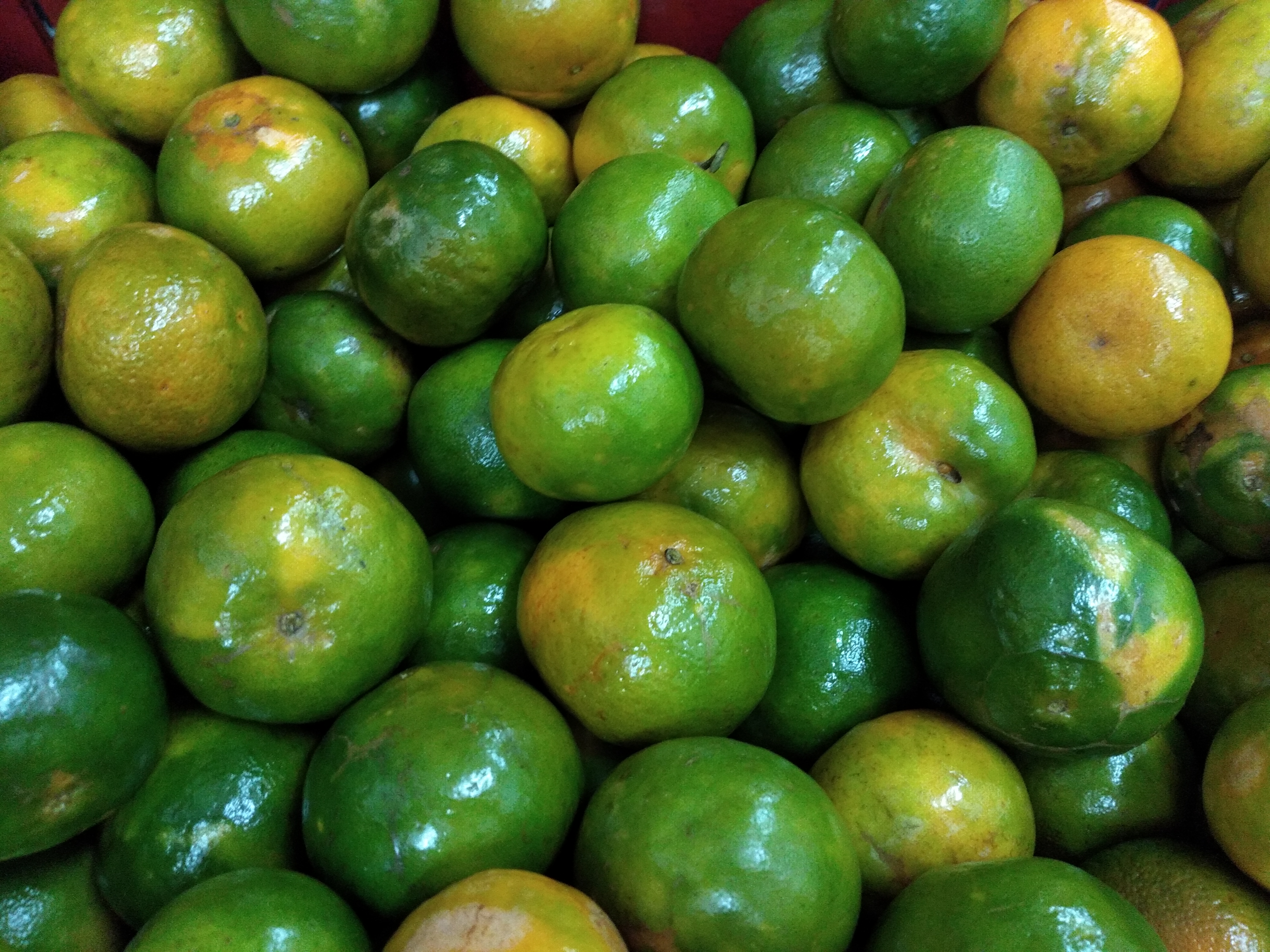 Mandarina delgada