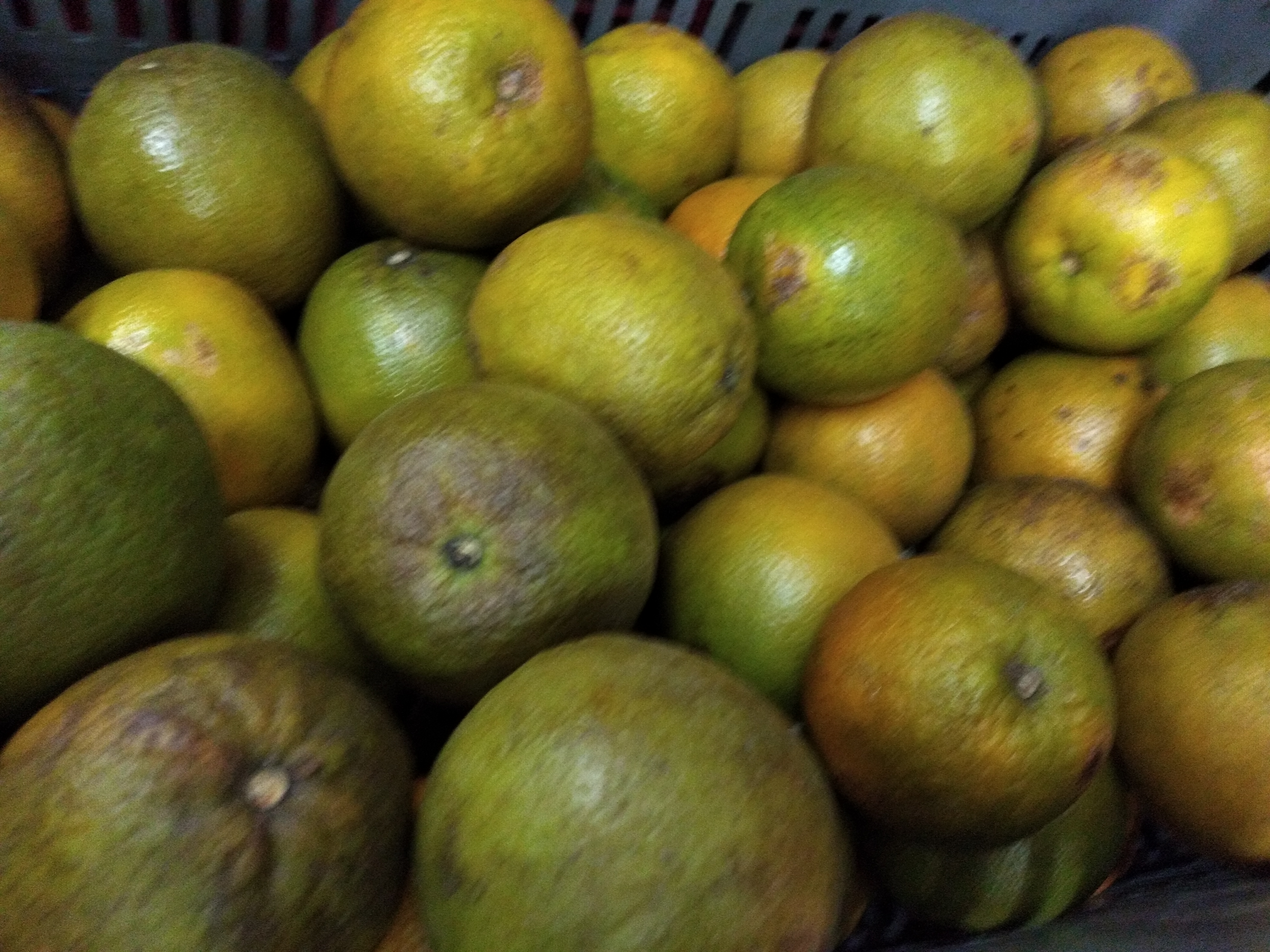 Naranja Valencia manchada