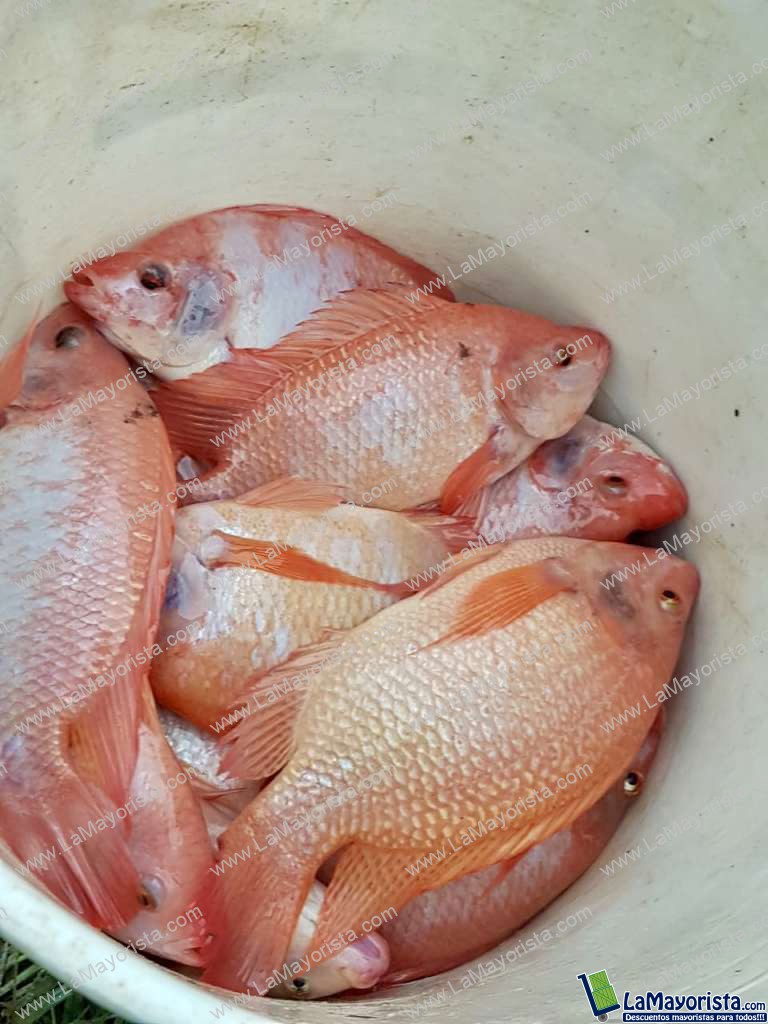 Tilapia Roja de 350 a 400 gramos