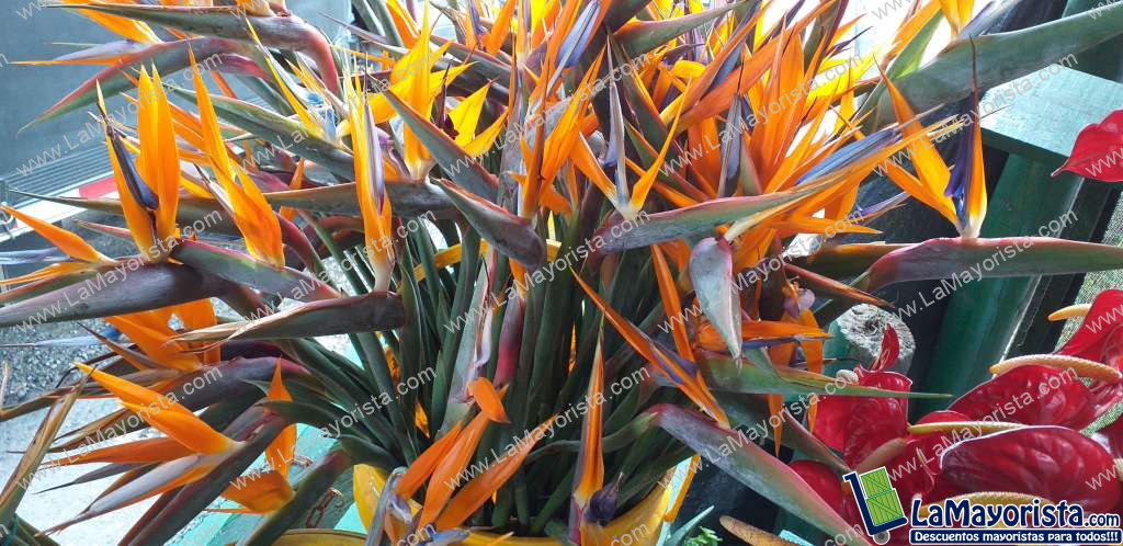Aves del paraiso