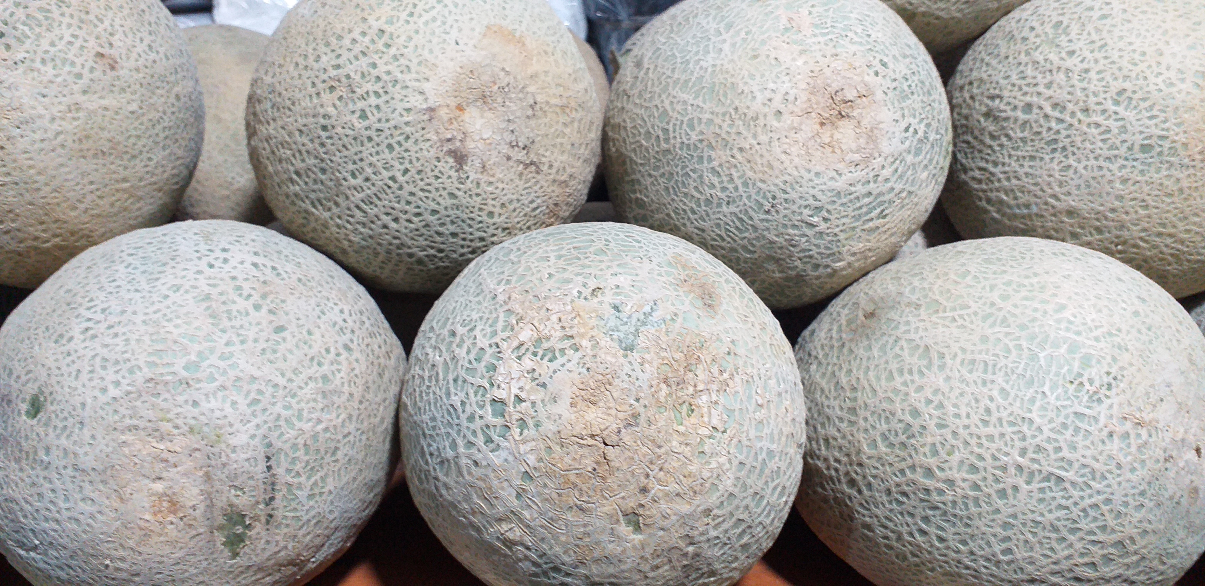 Melon