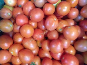 Tomate chonto