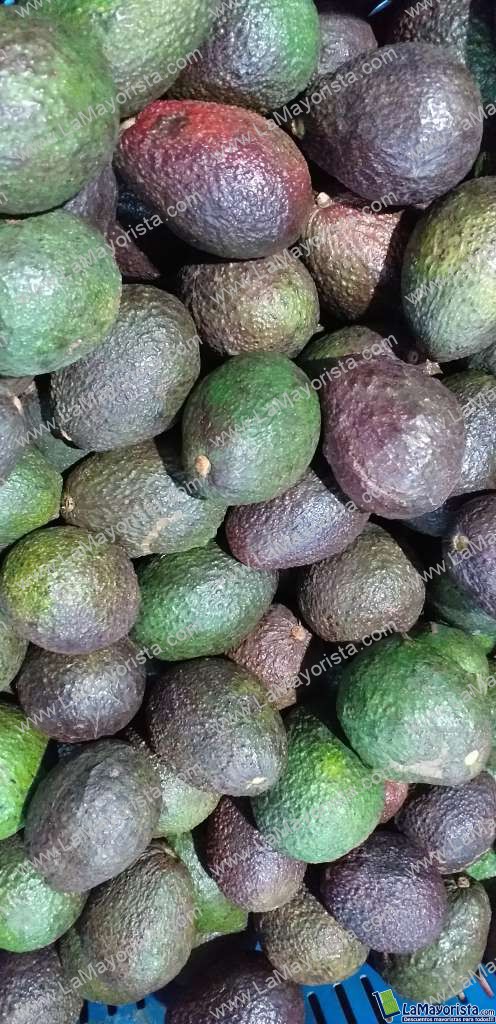 Aguacate hass