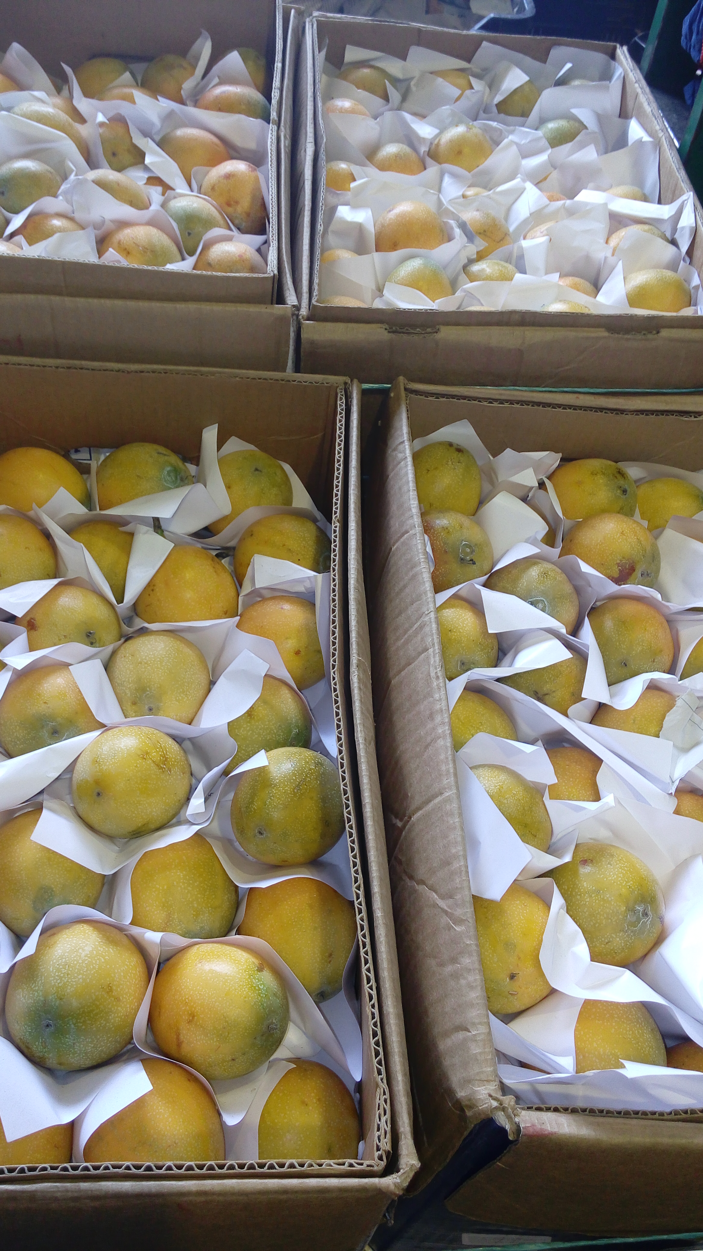 Granadilla