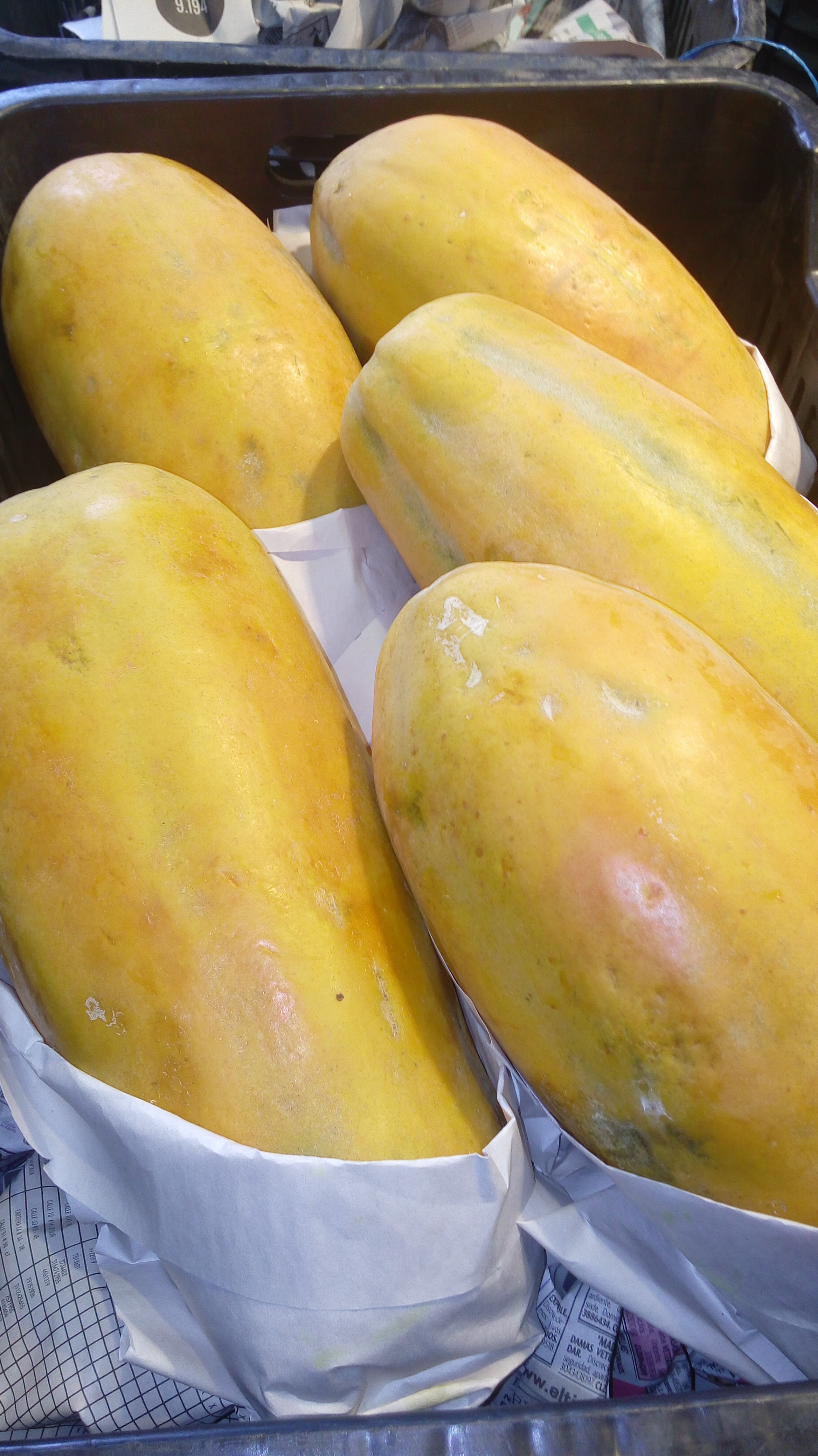 Papaya