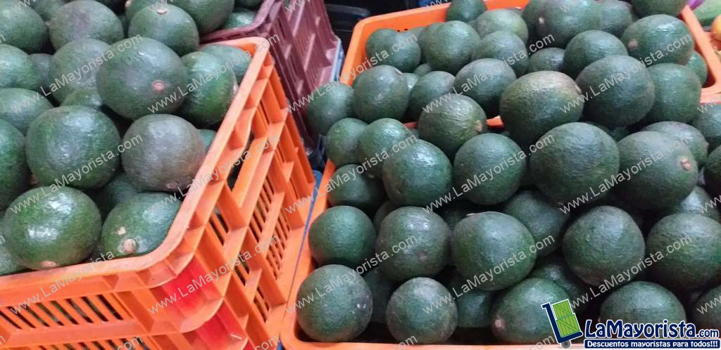 Aguacate reed