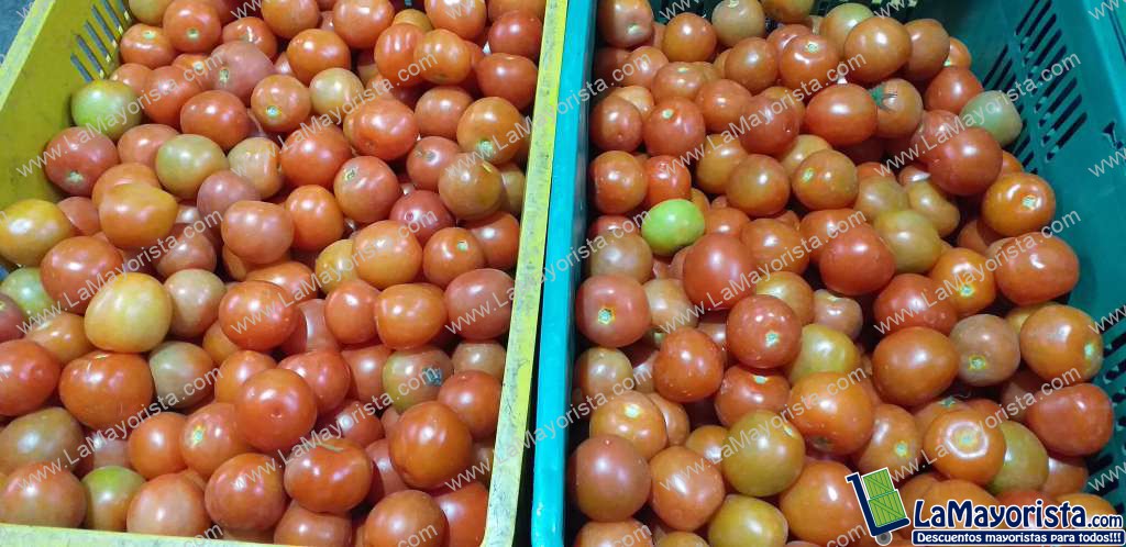Tomate chonto parejo