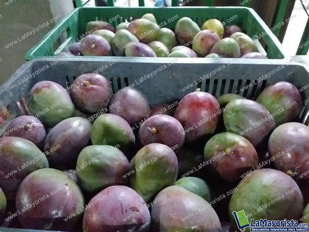 Mango tommy tipo delgado