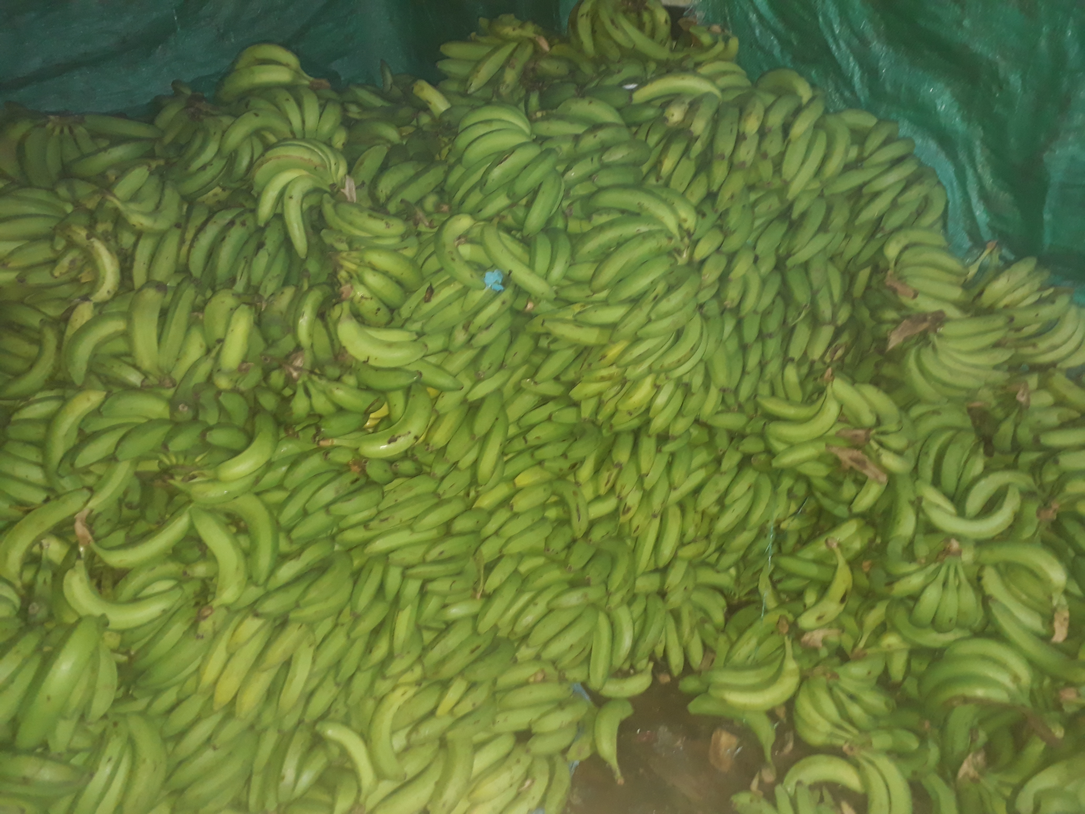 Banano verde