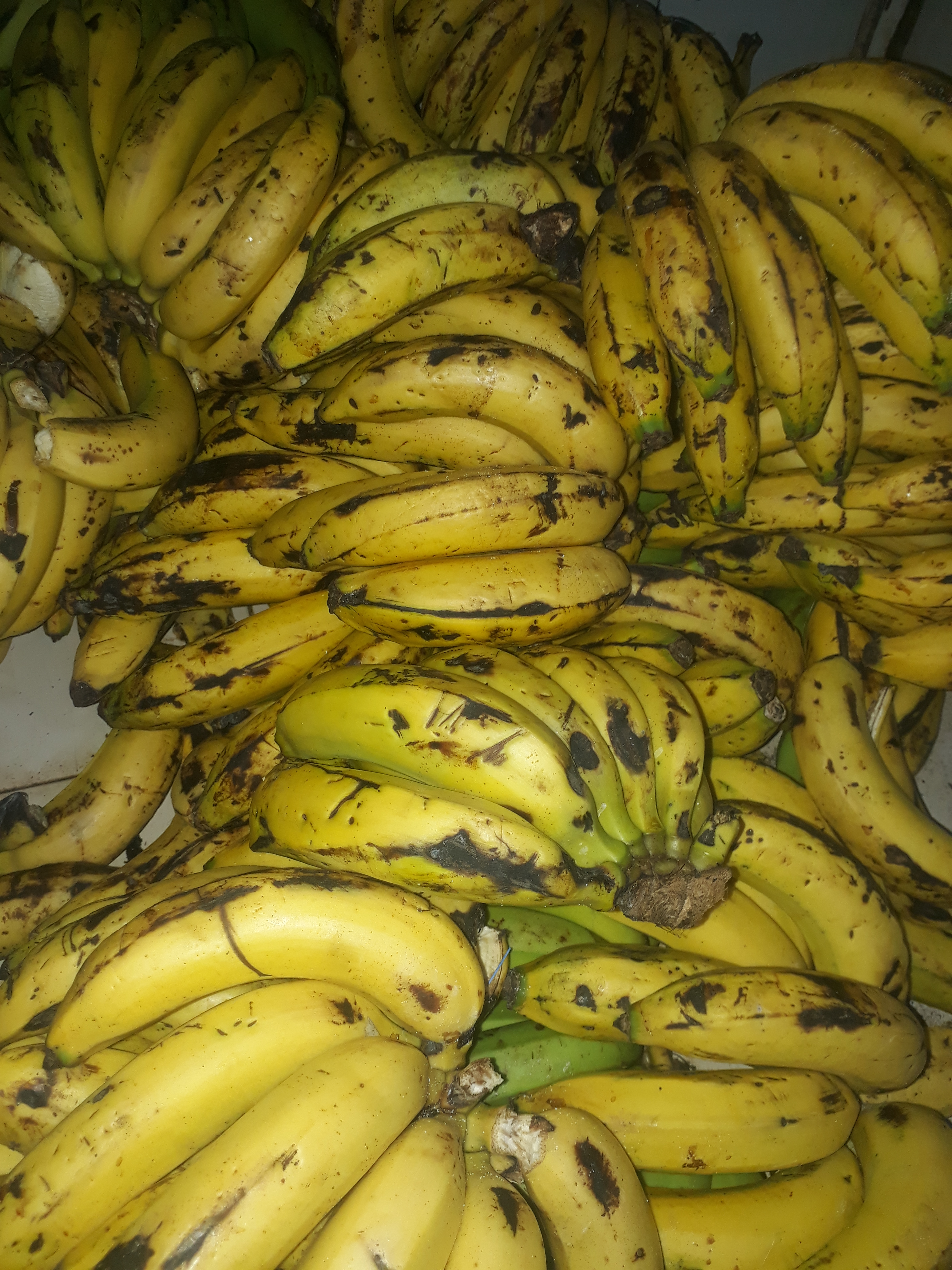 Banano maduro