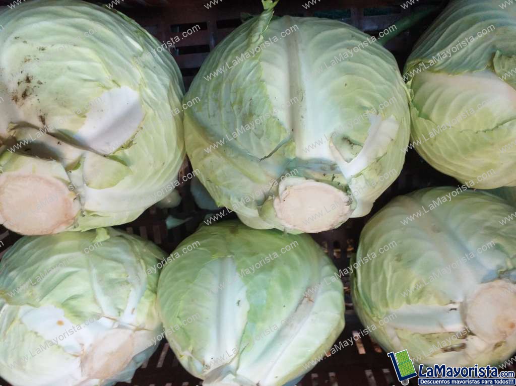 Repollo blanco