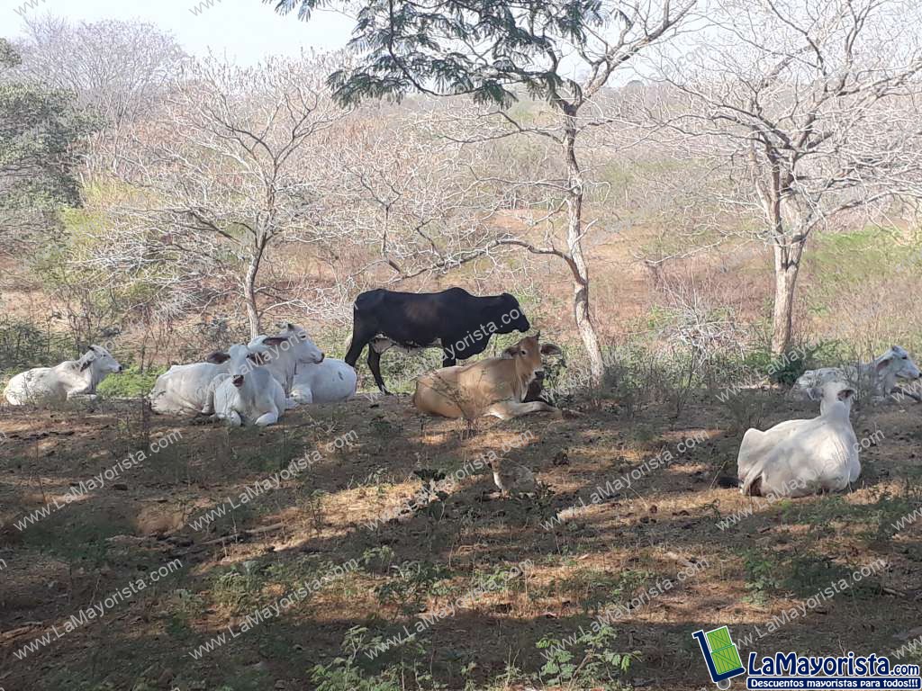 Vacas escoteras