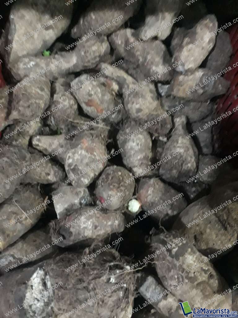 Malanga