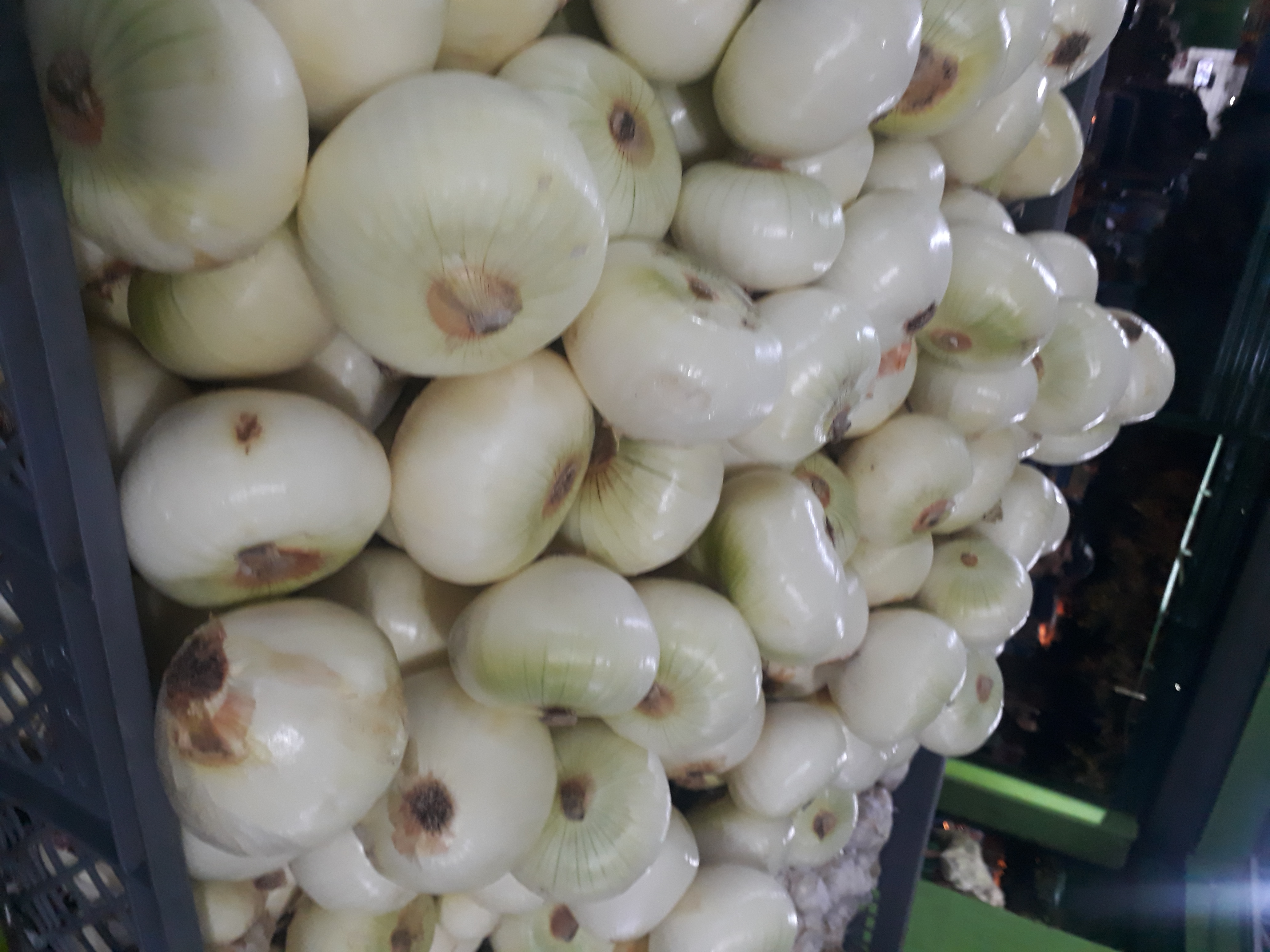 Cebolla blanca