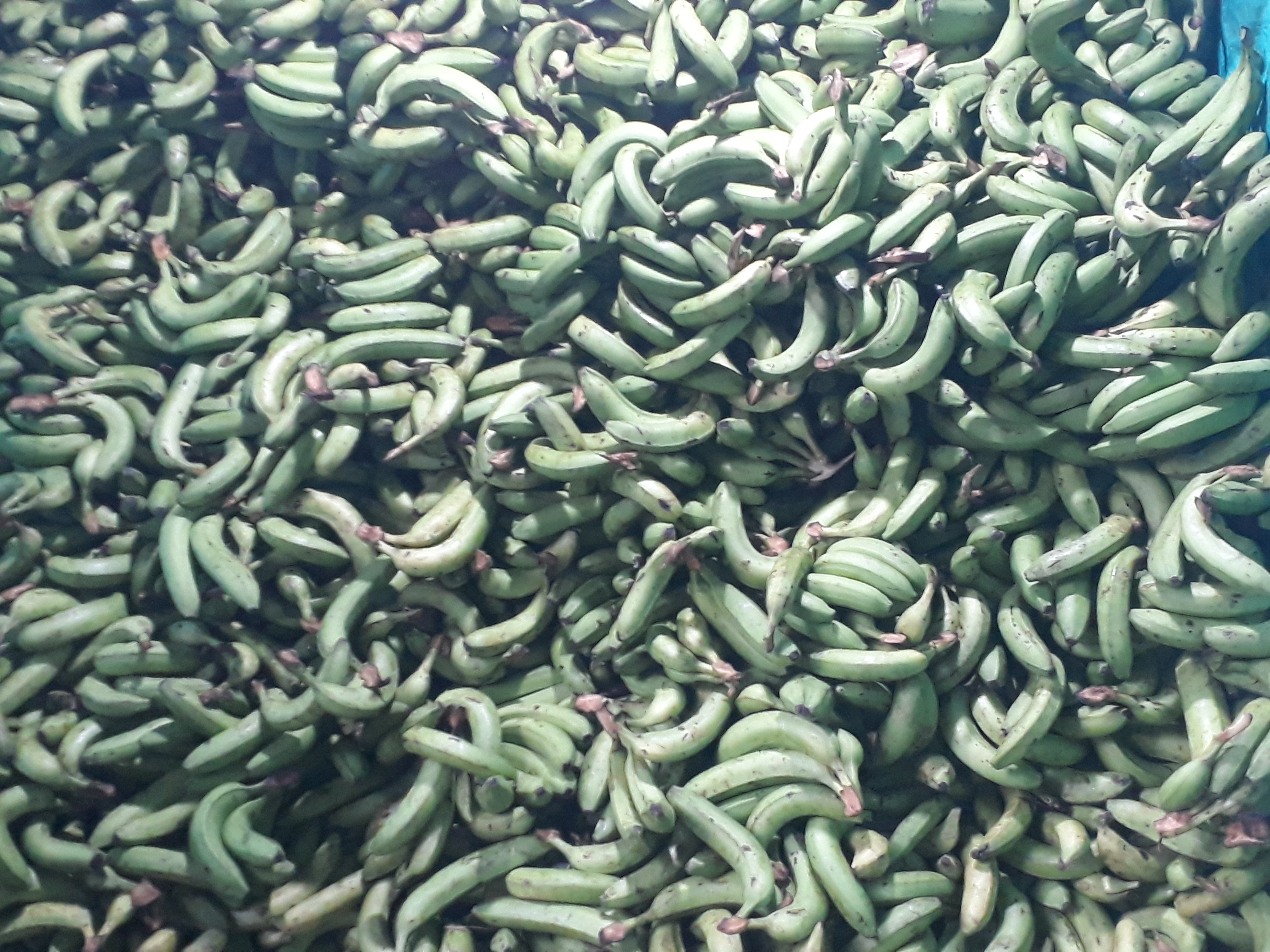 Banano verde