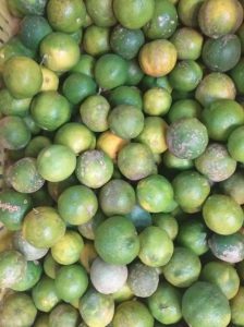 Limon mandarino