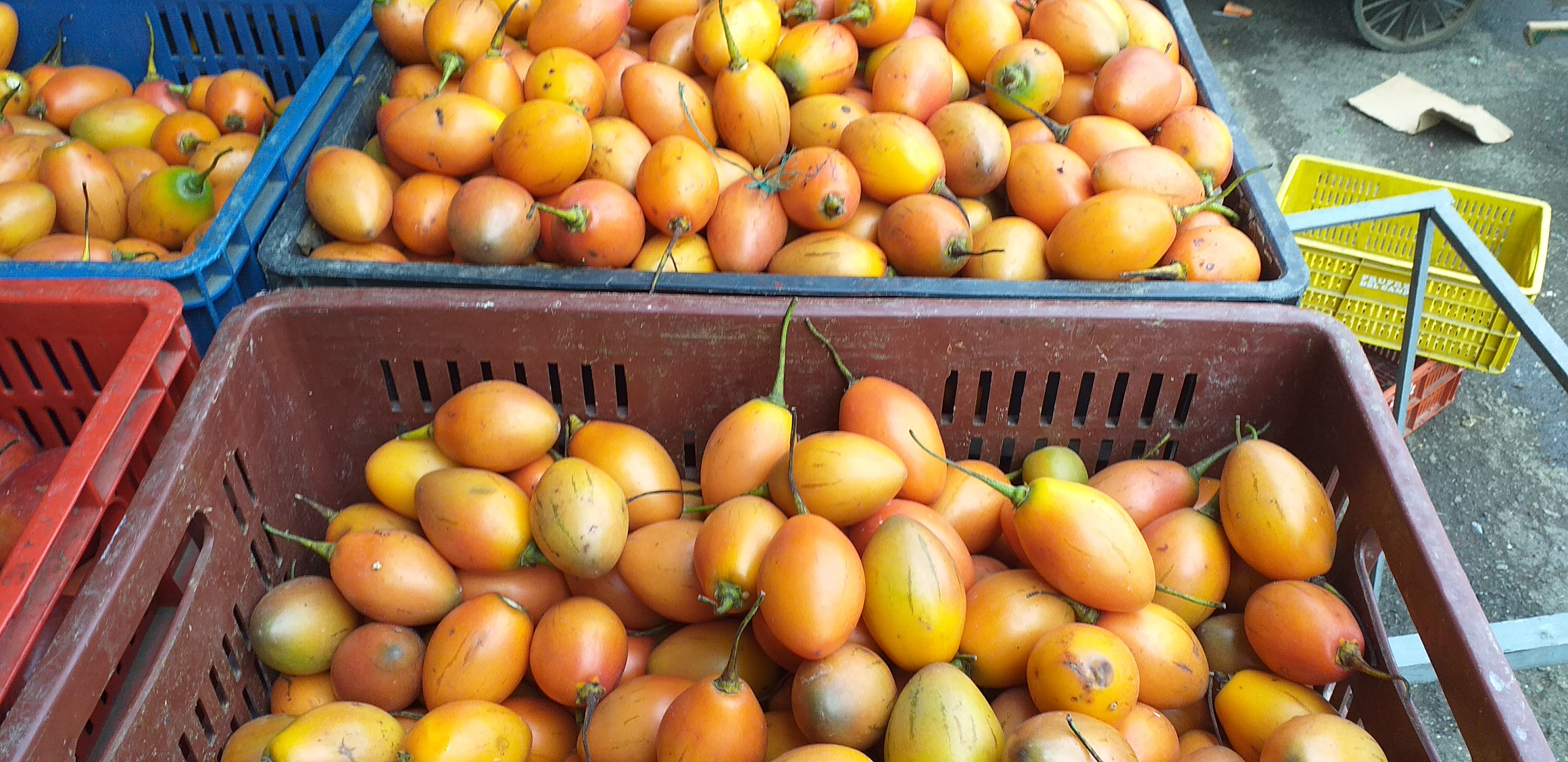 Tomate de arbol