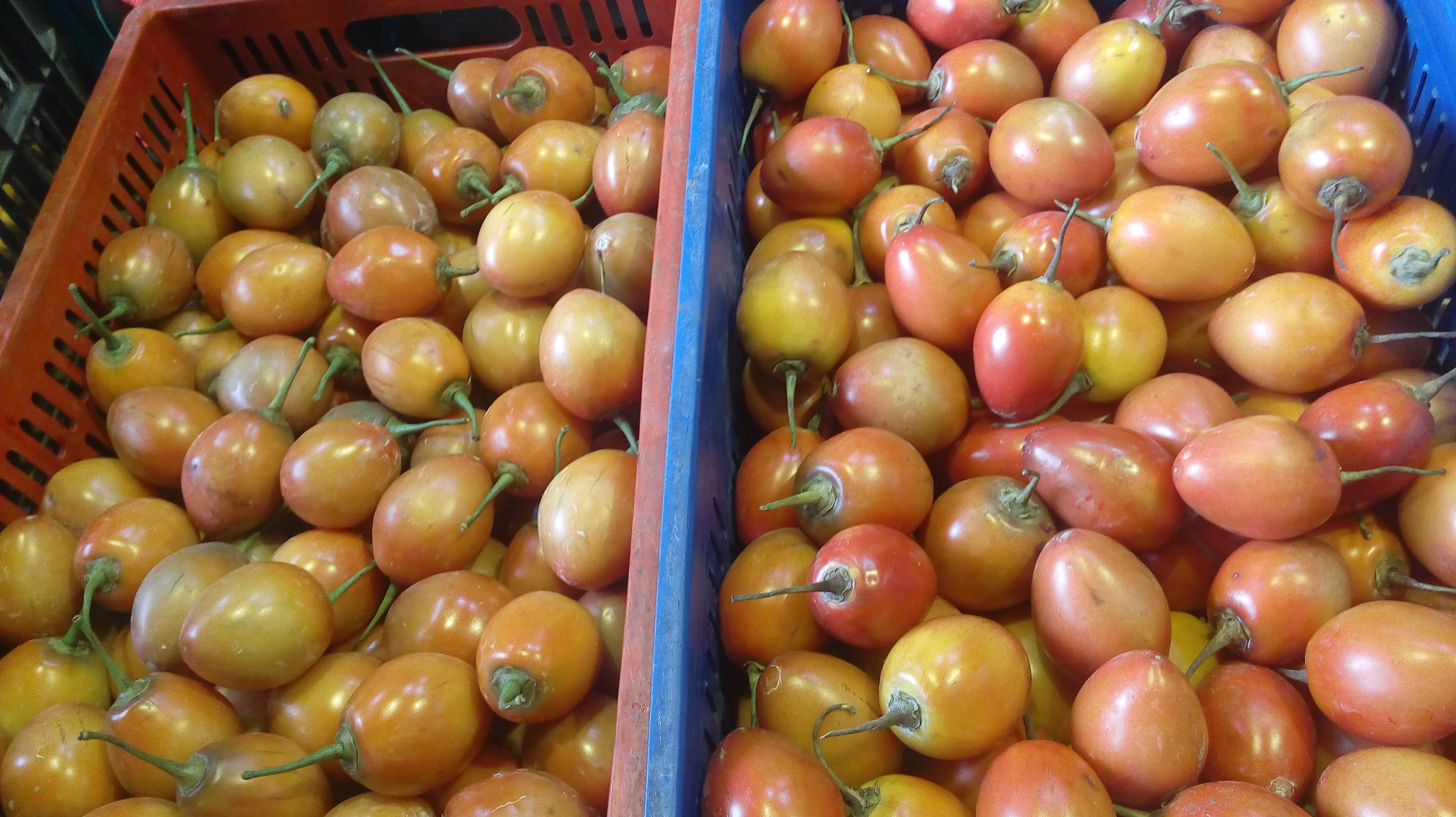 Tomate de arbol ?