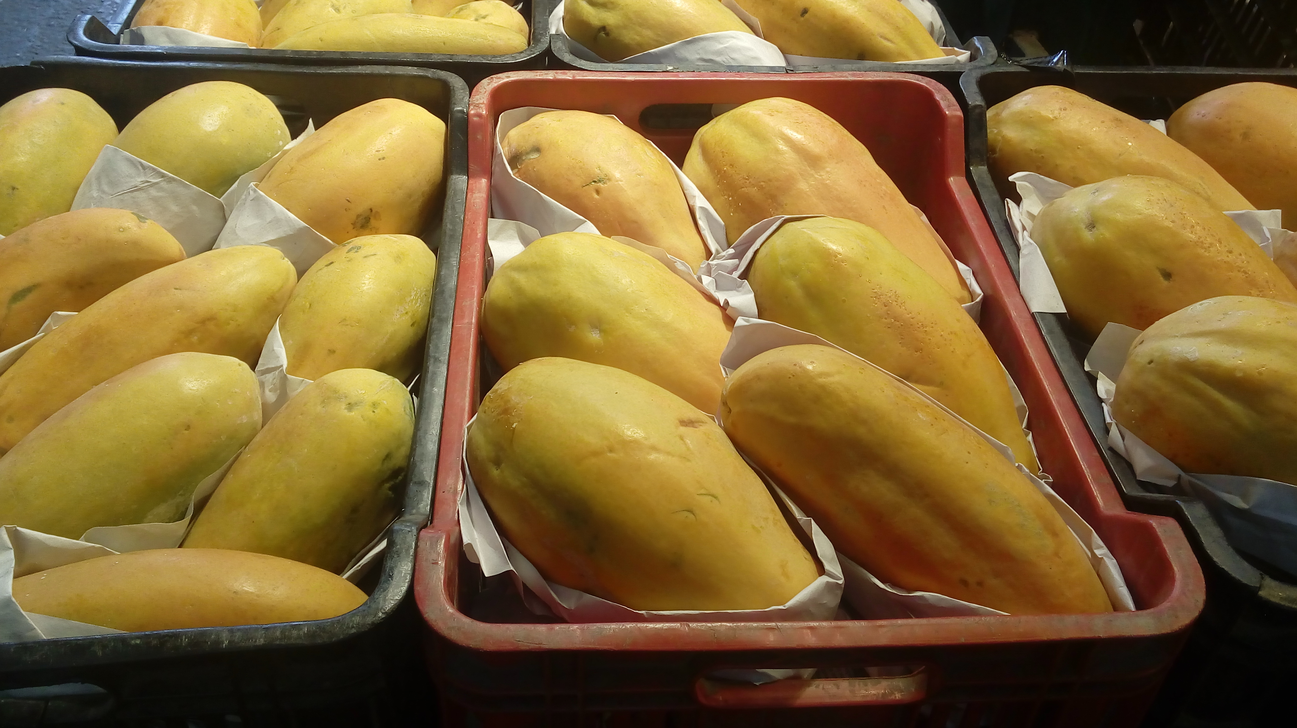 Papaya