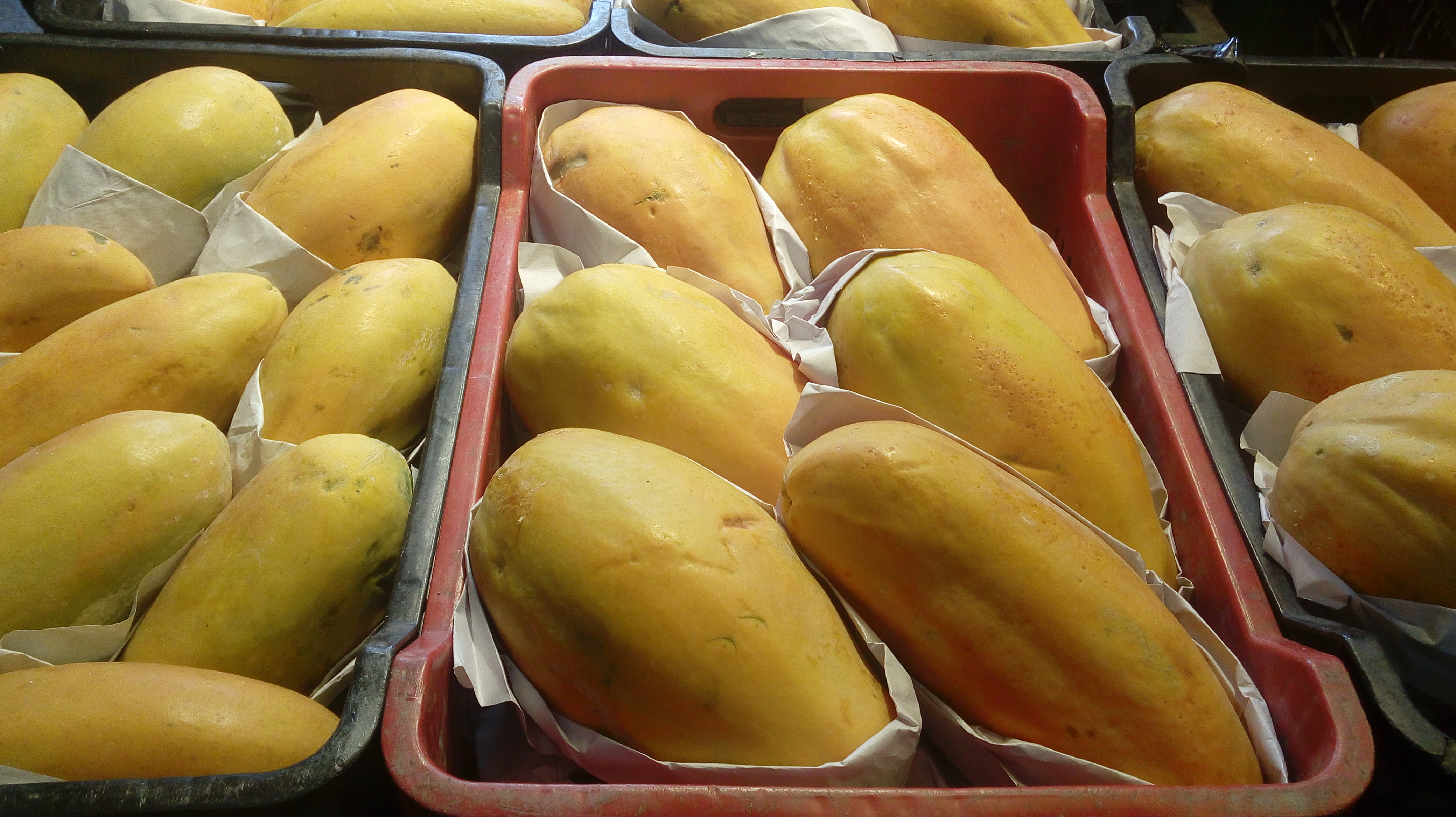 Papaya canastas