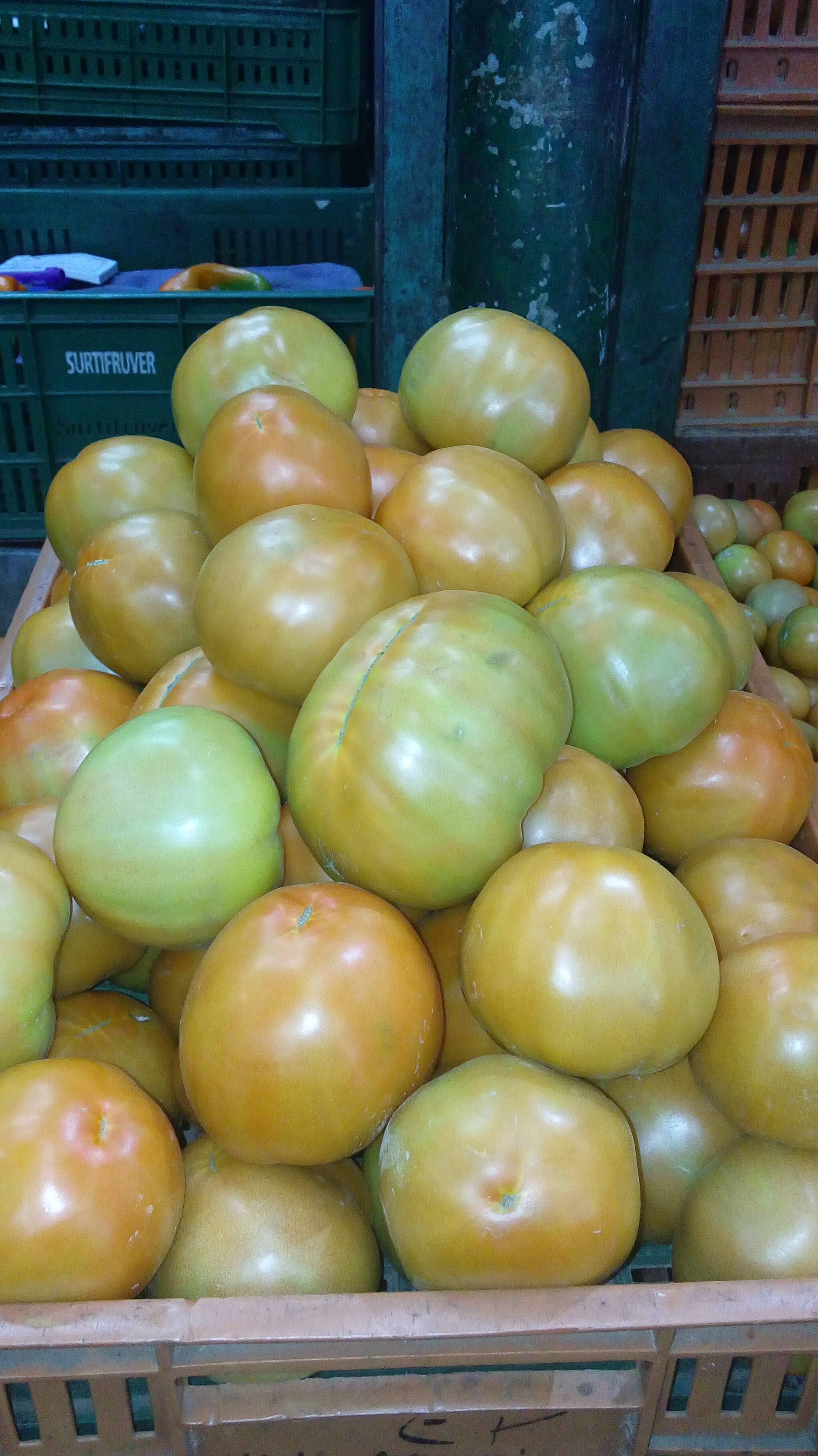 ? tomate carrajula