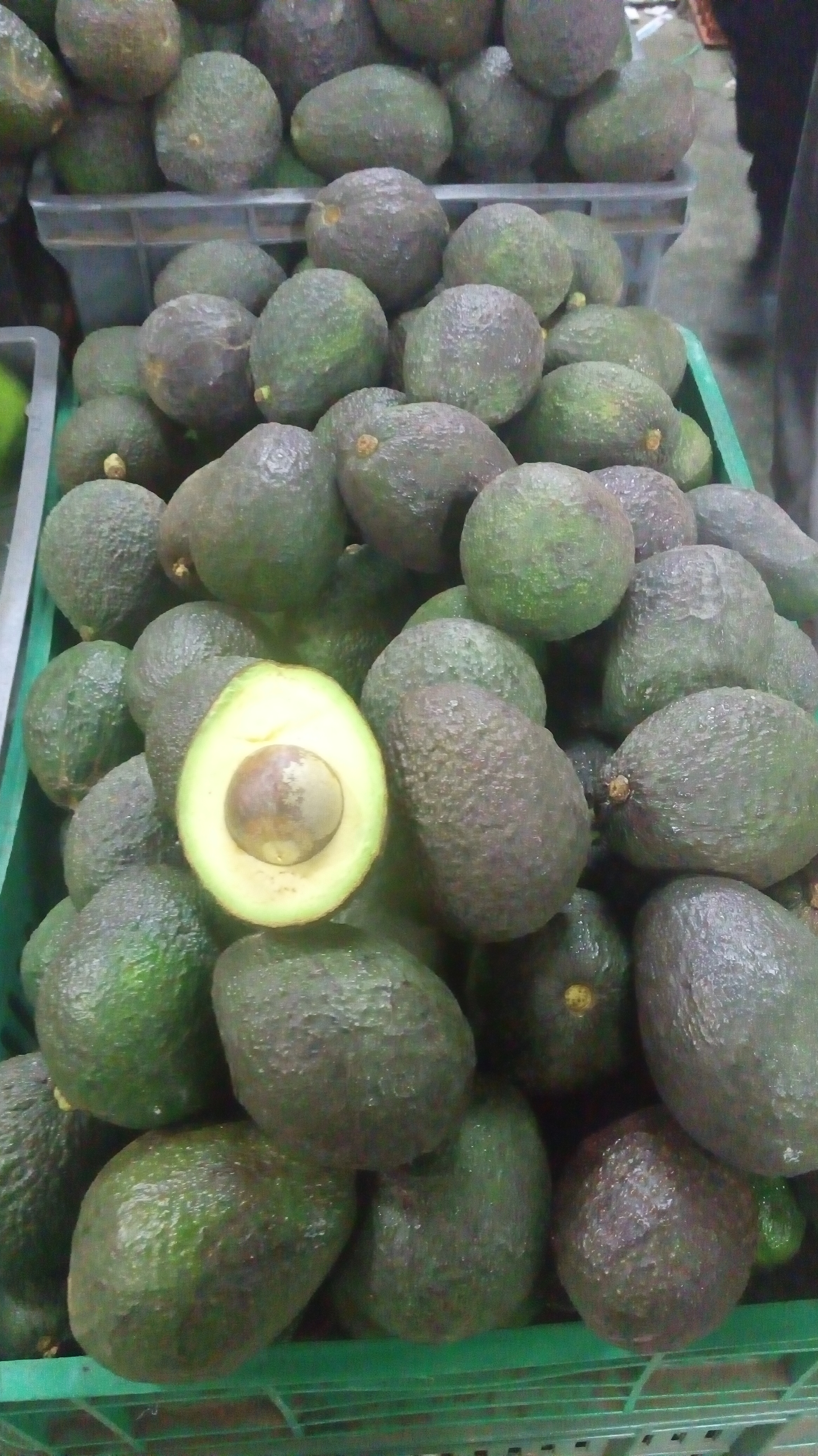 Aguacate haz
