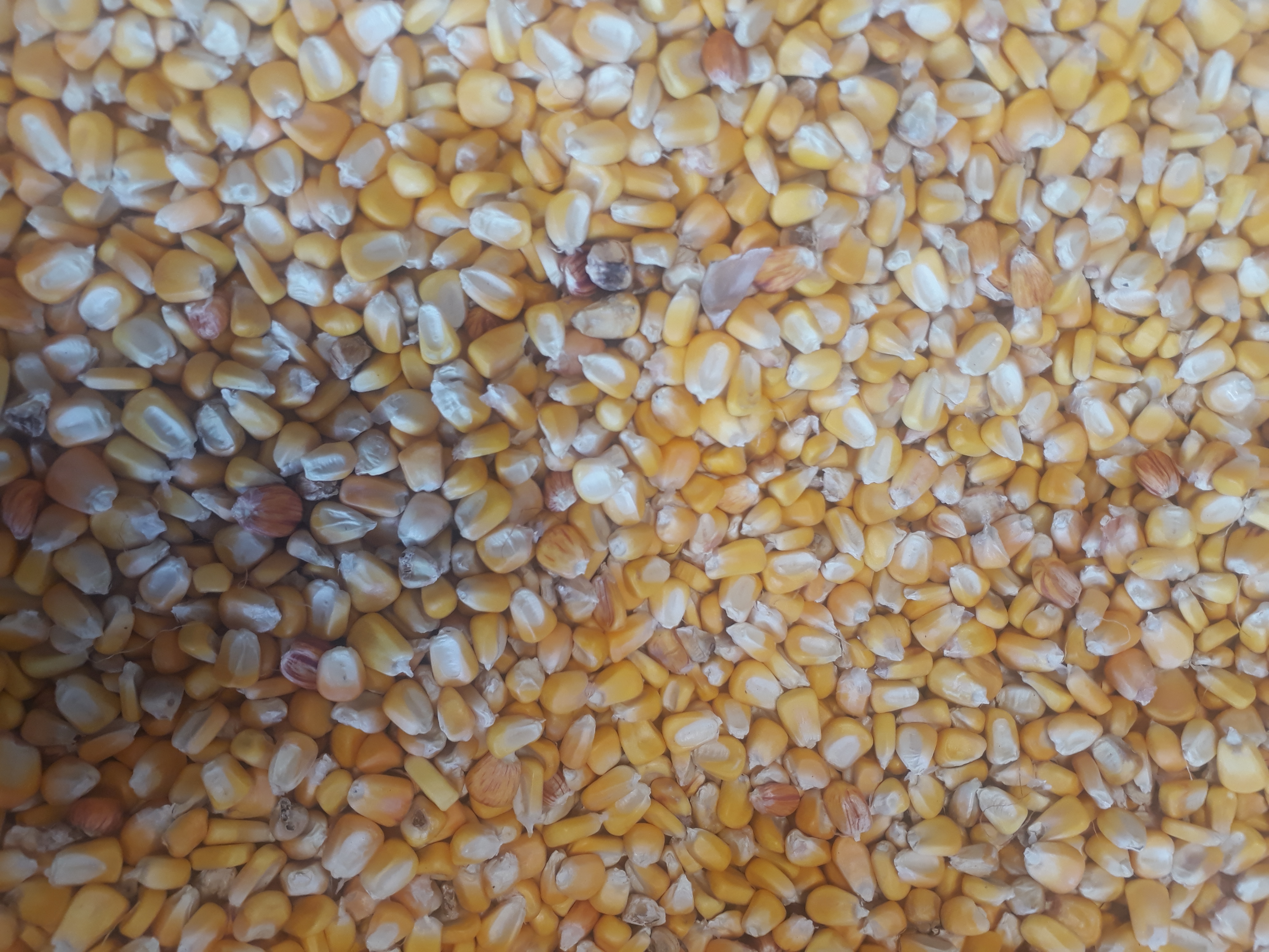 Maiz amarillo