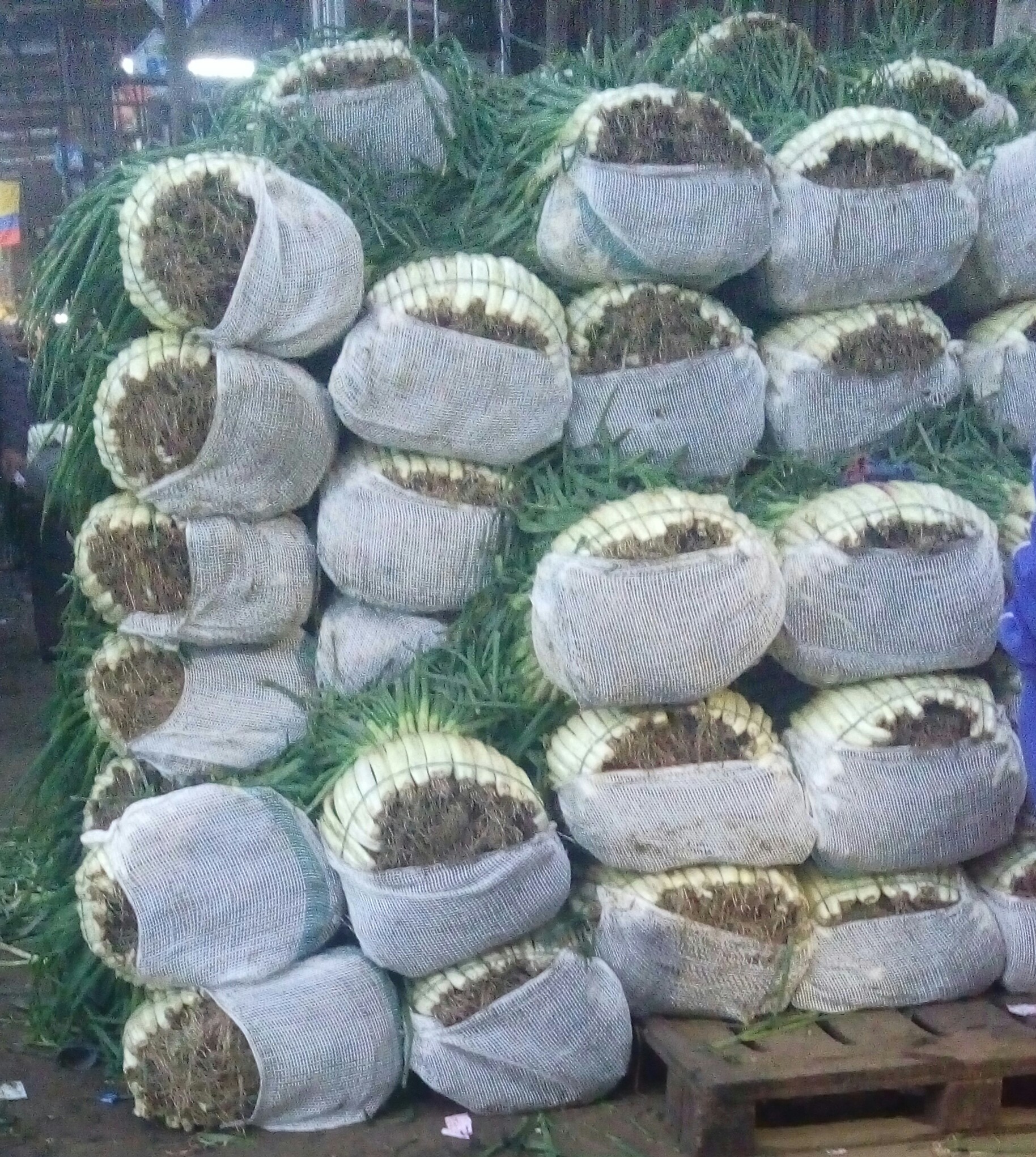 Cebolla larga