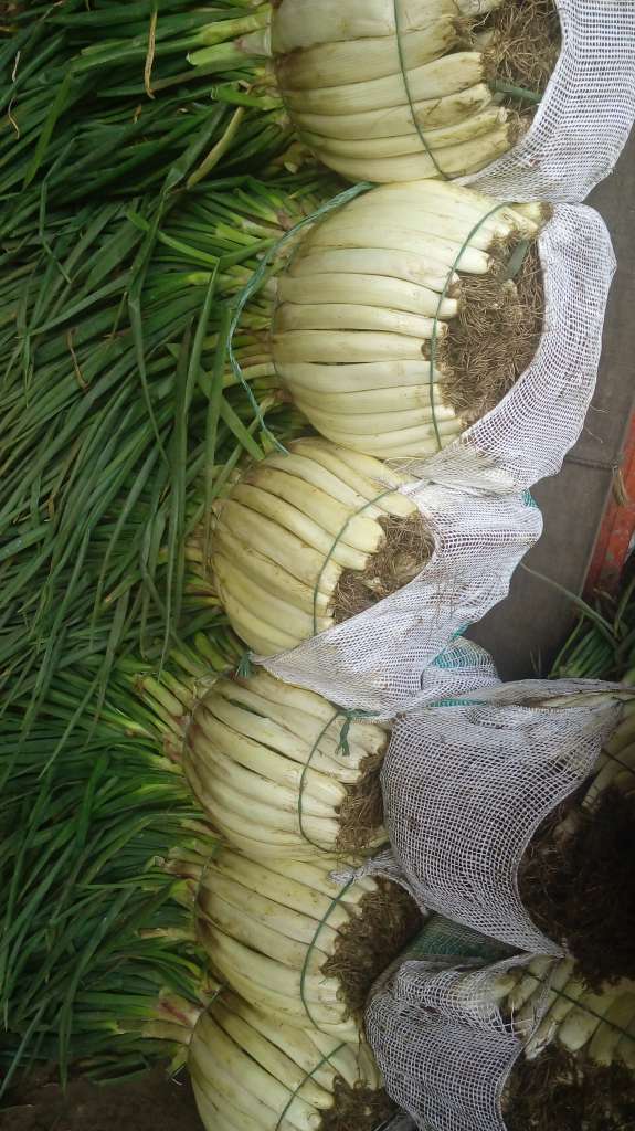 Cebolla