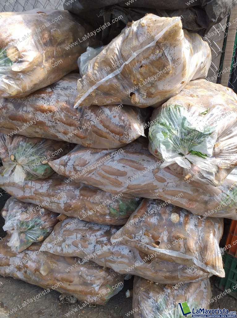 Yuca referencia media