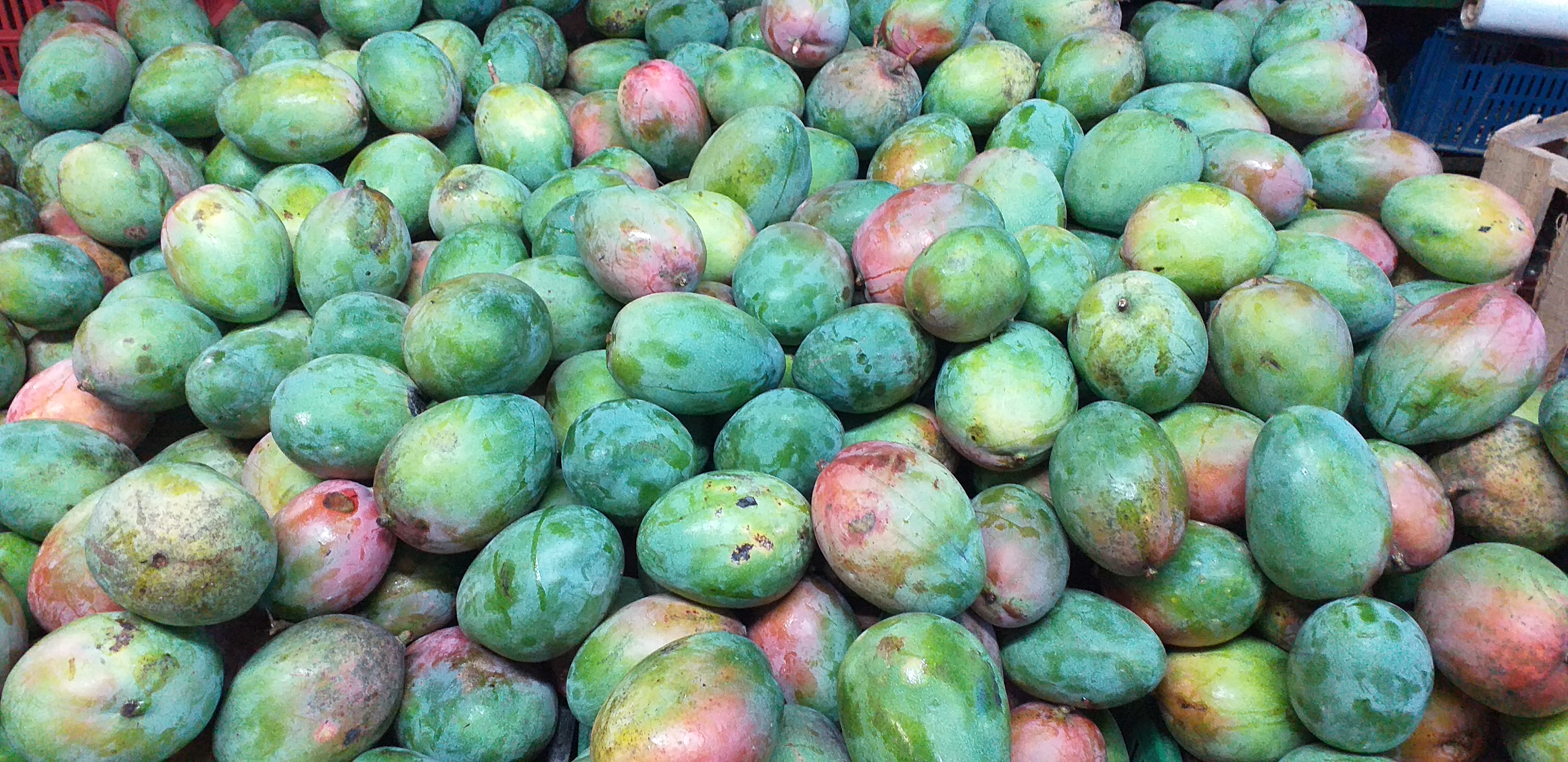 Mango farchi
