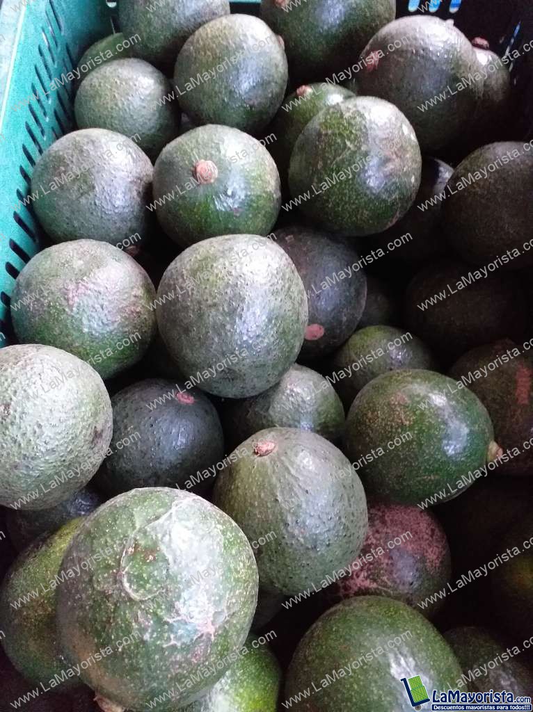 Aguacate reeds