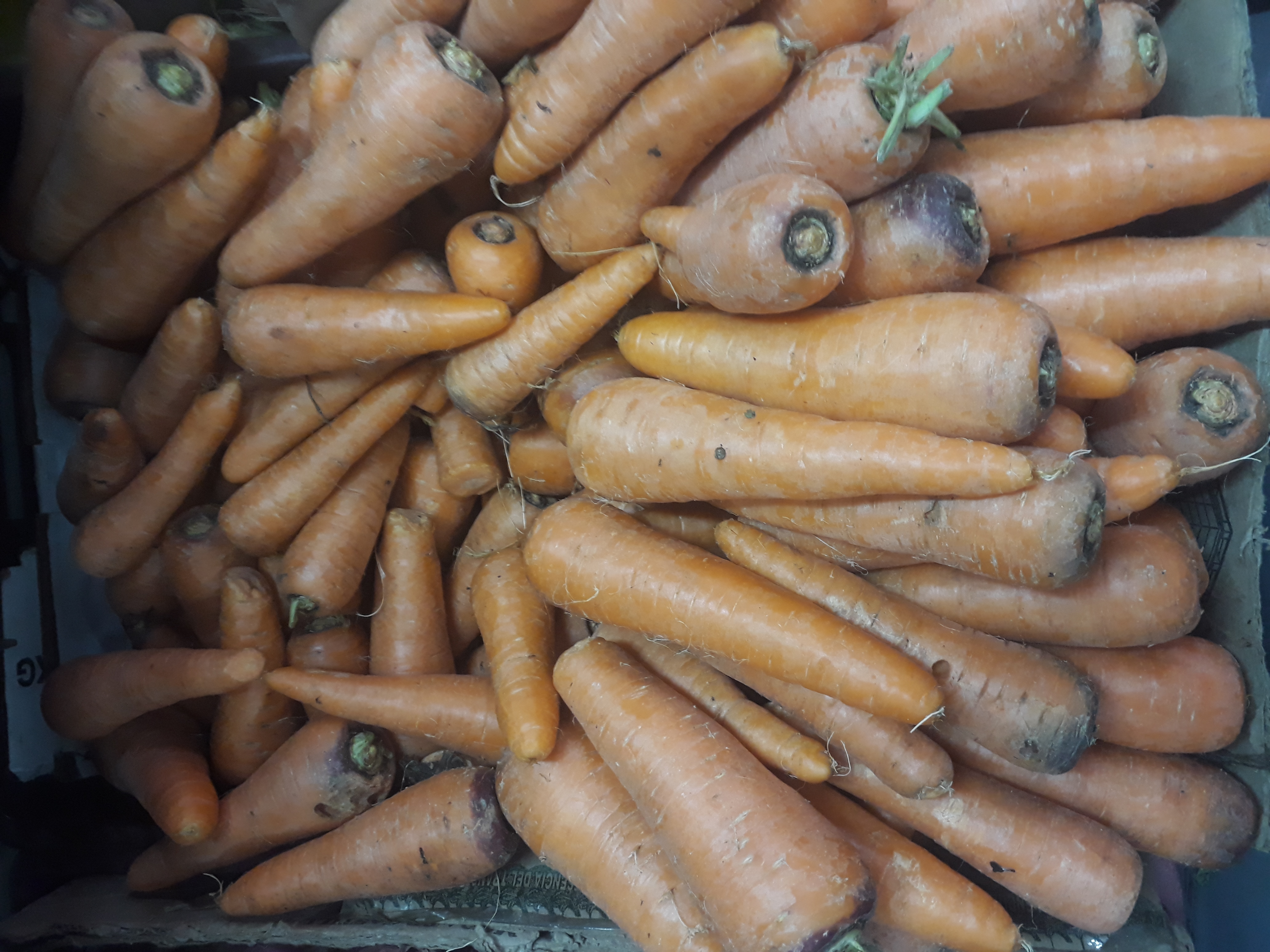 Zanahorias