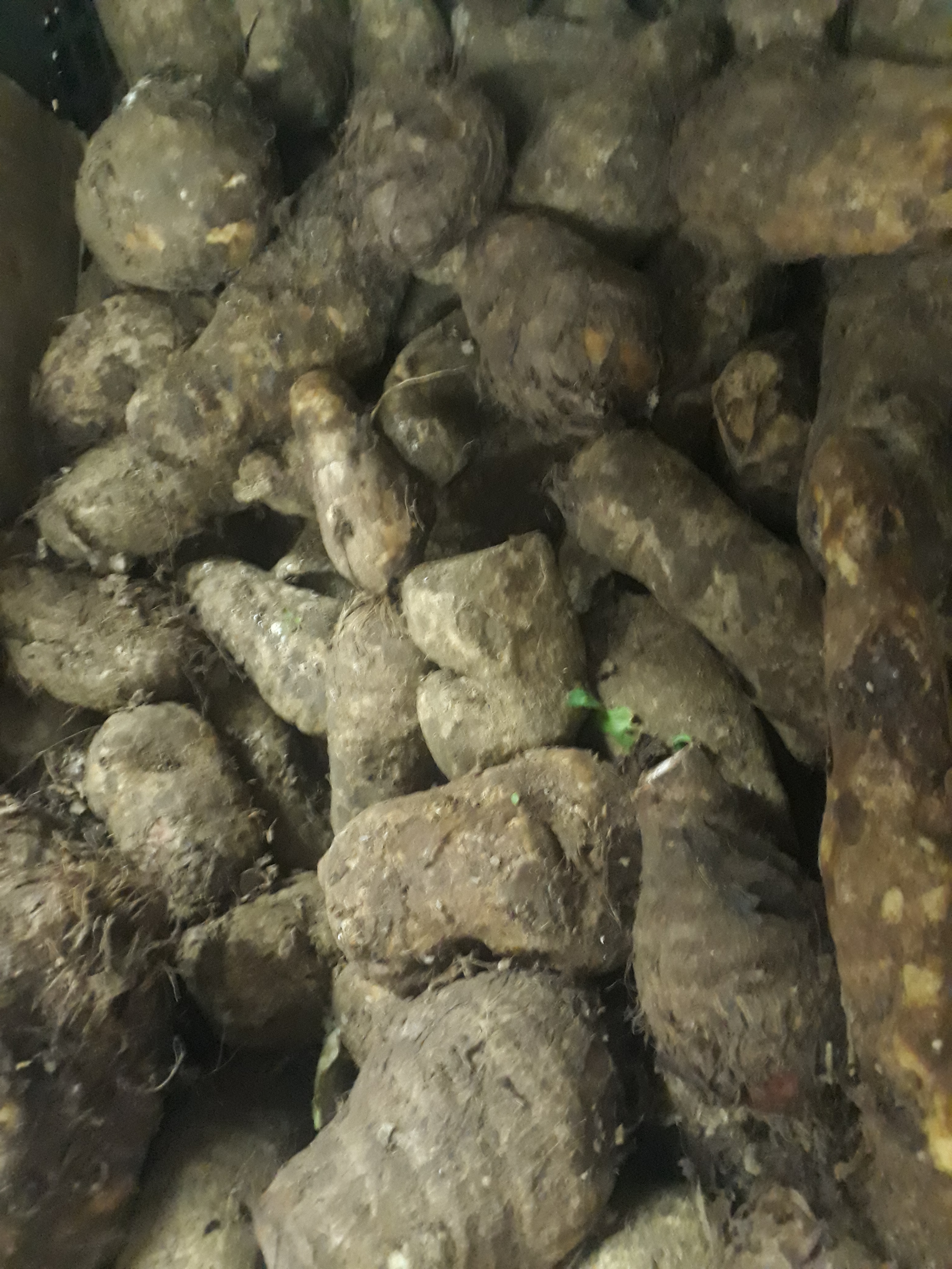 Malanga
