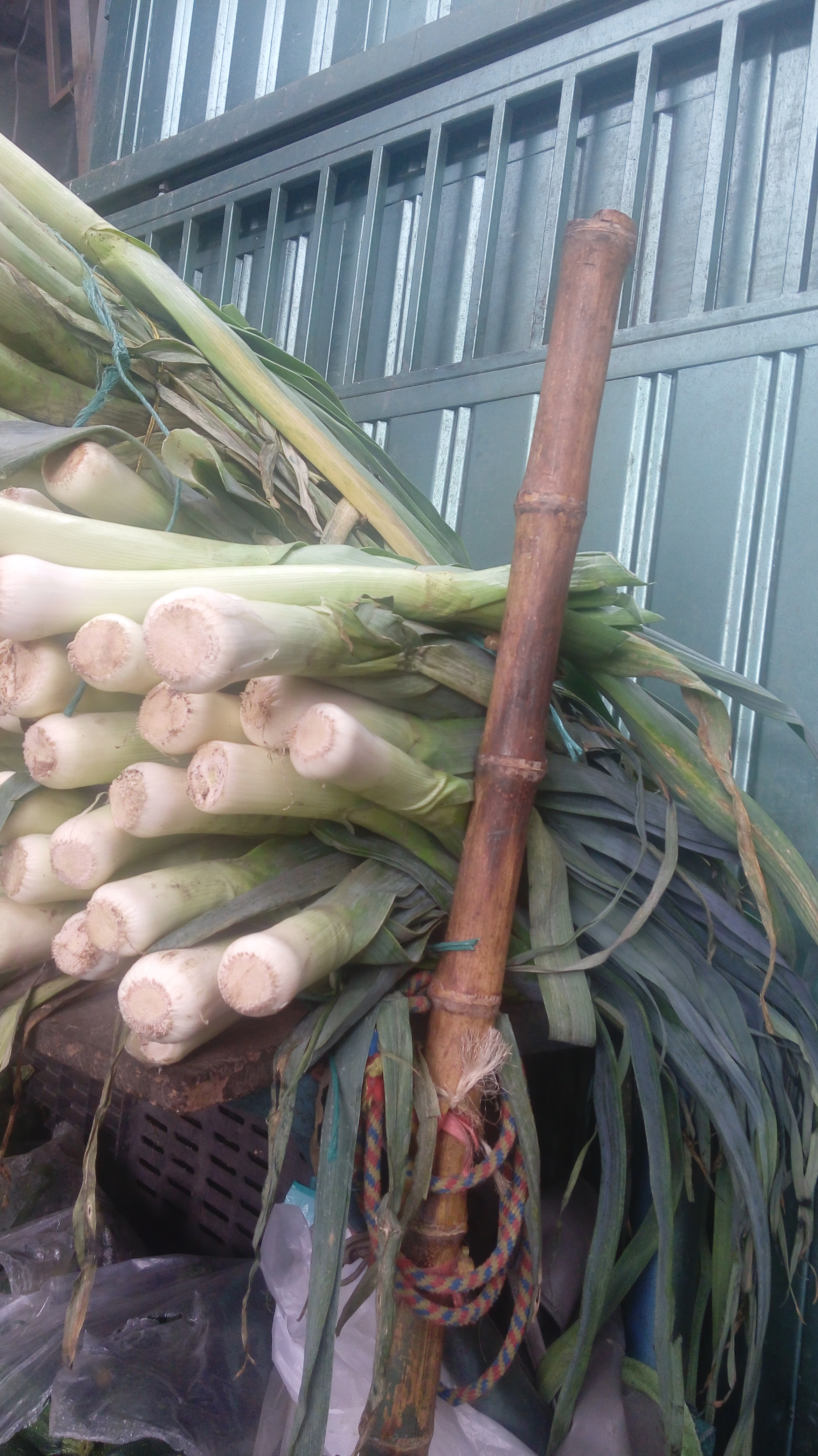 Cebolla puerro