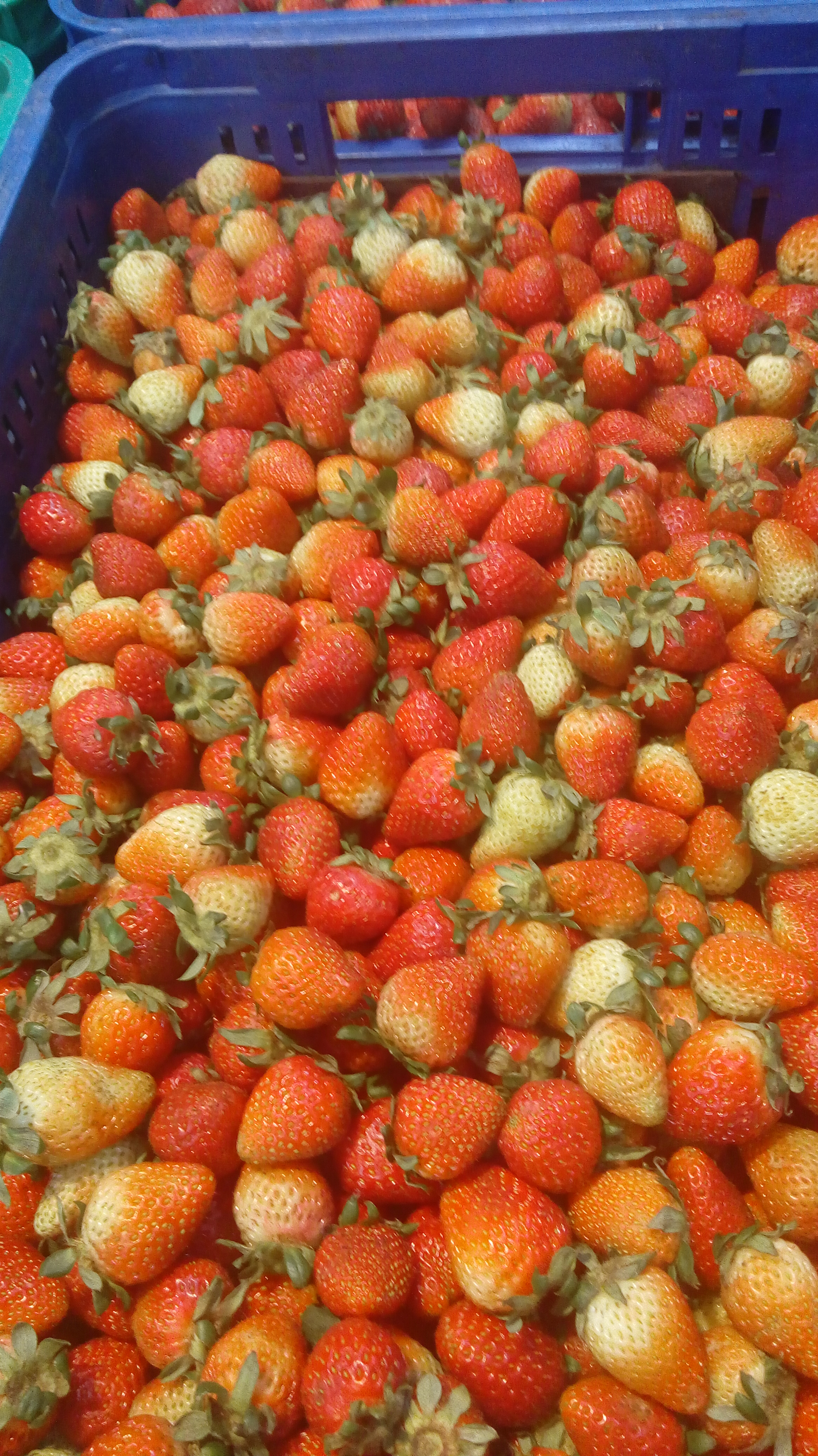 Fresas de 3ra