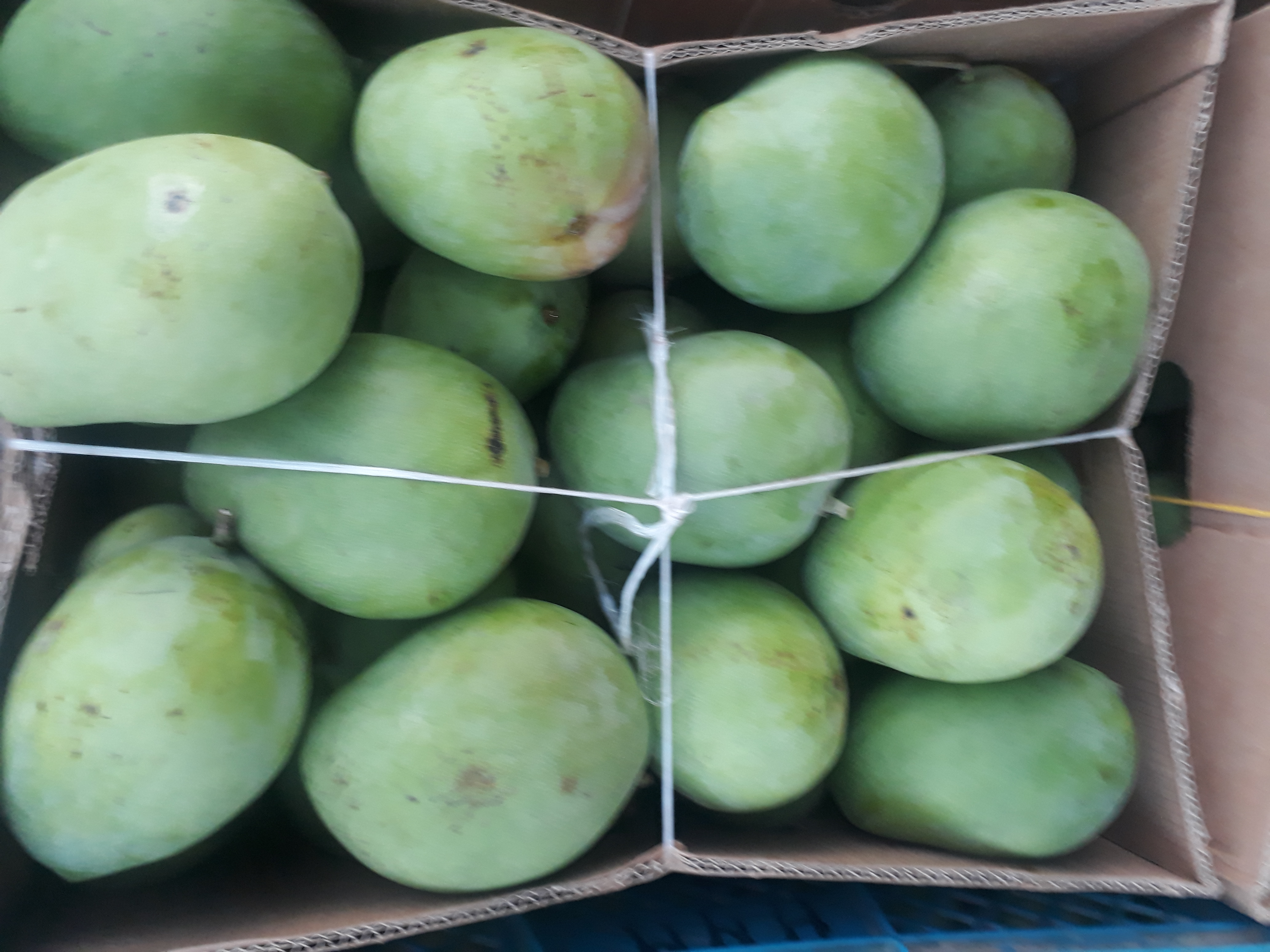 Mango filipina x40u