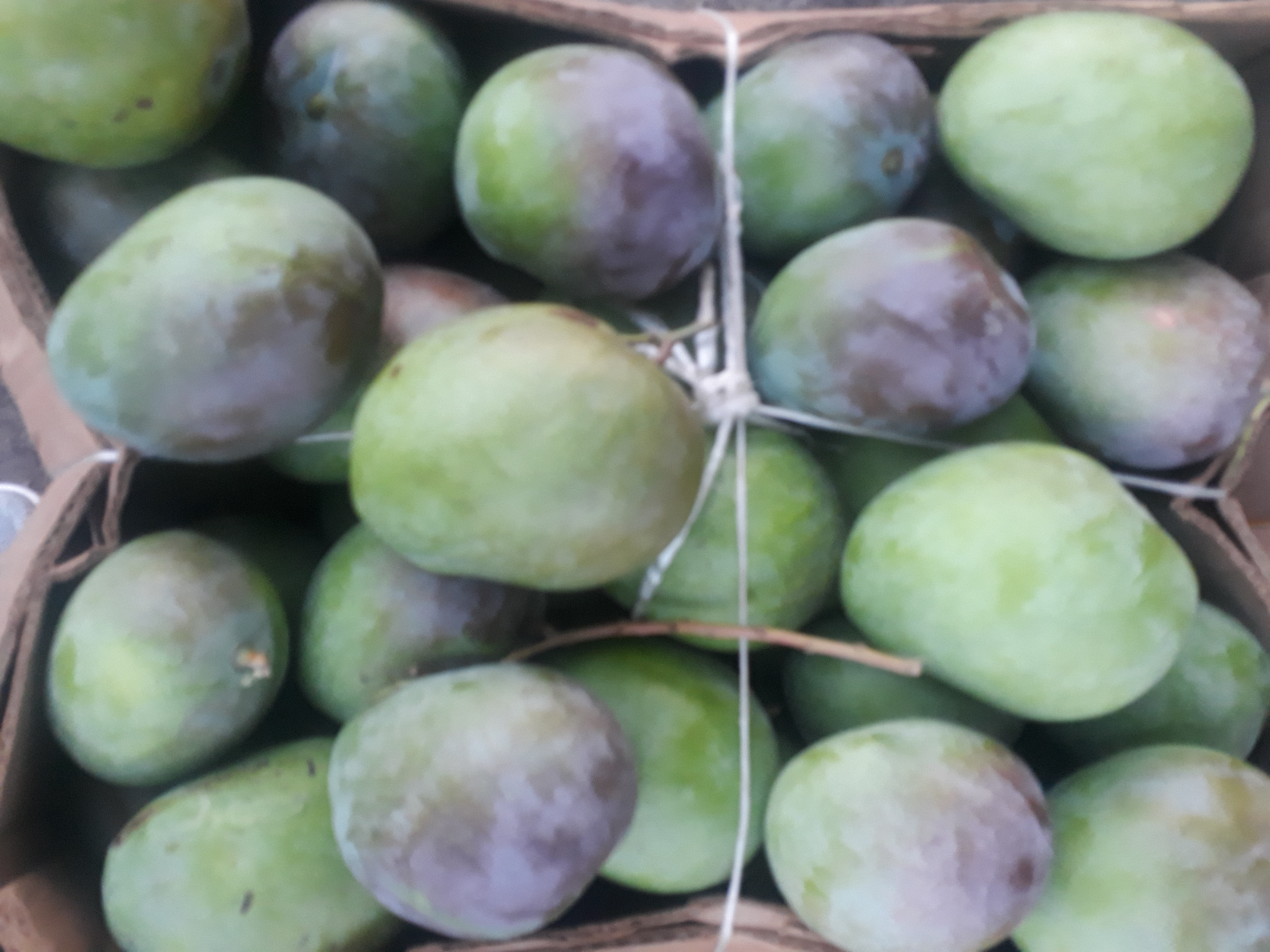 Mango manzana x90u