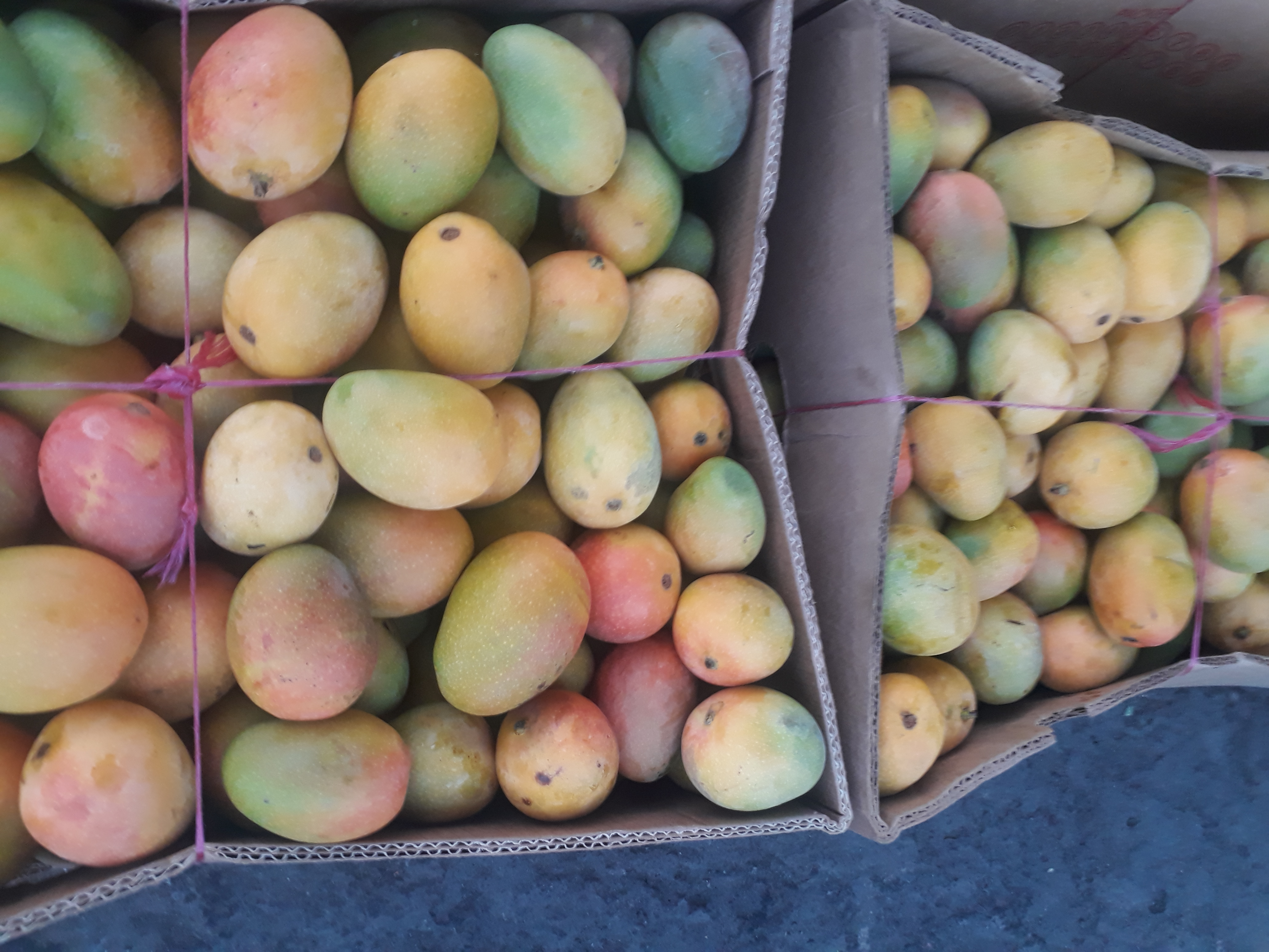 Mango de azucar x200u