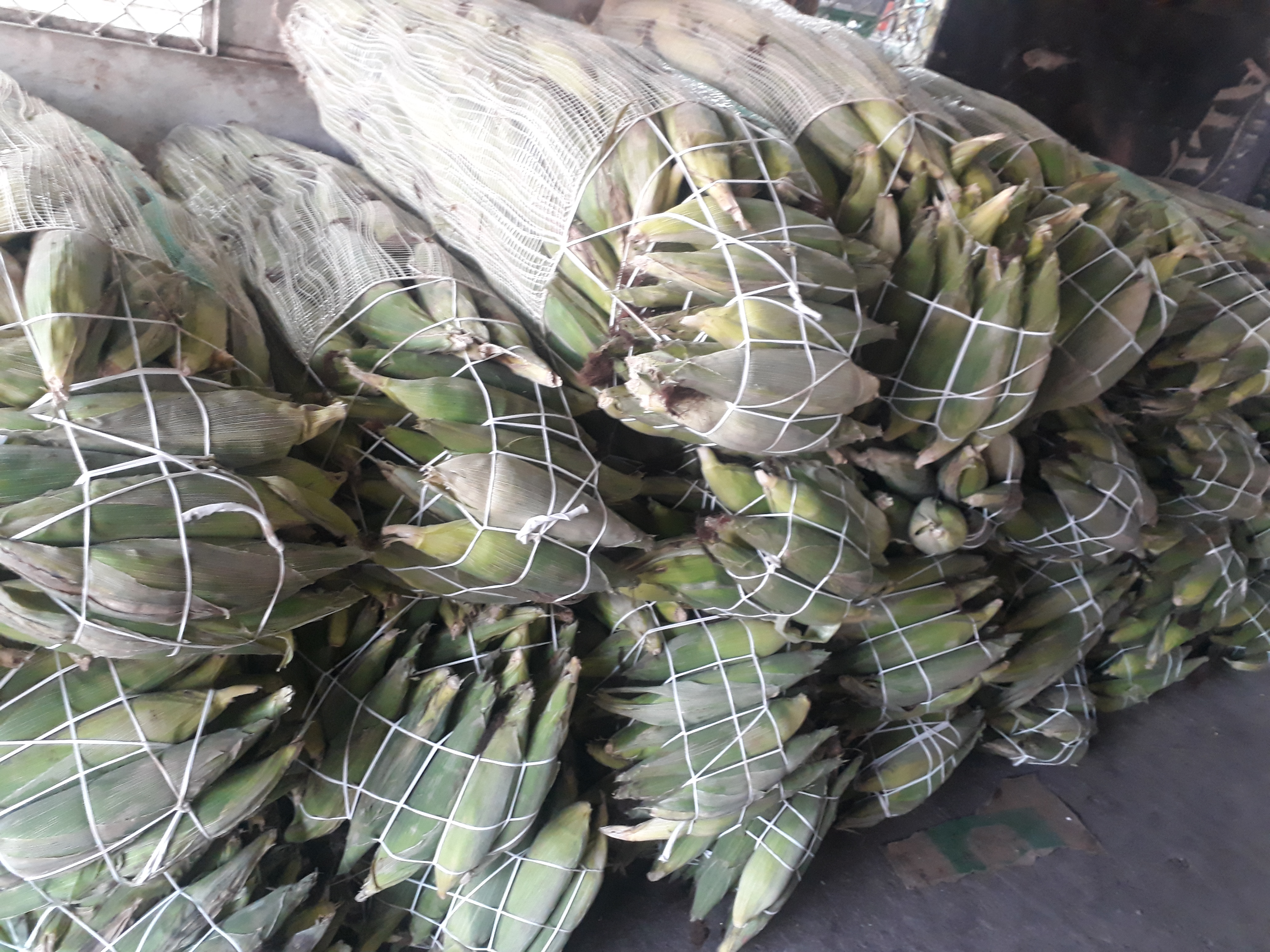 Maiz verde x150u