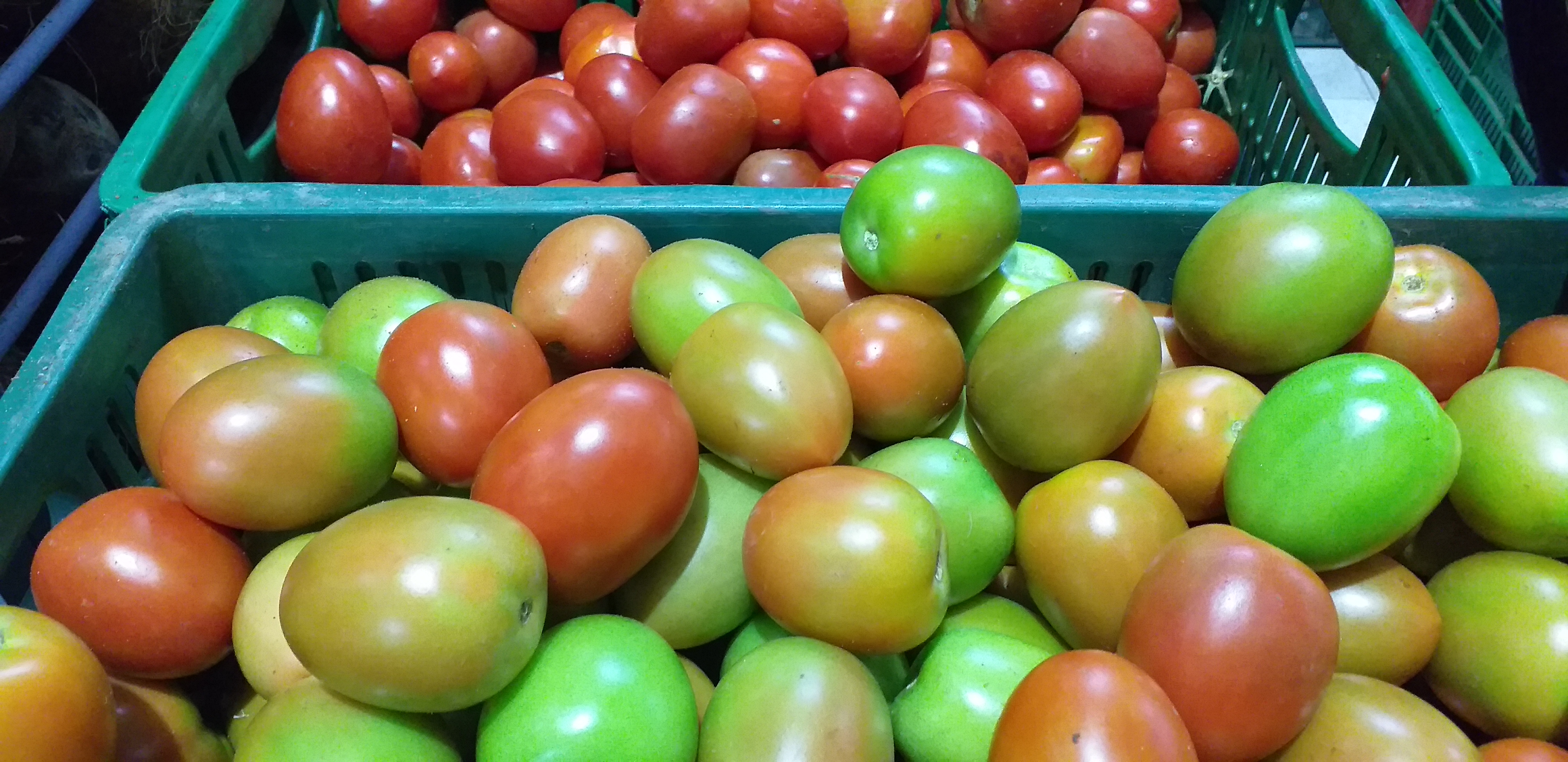 Tomate chonto