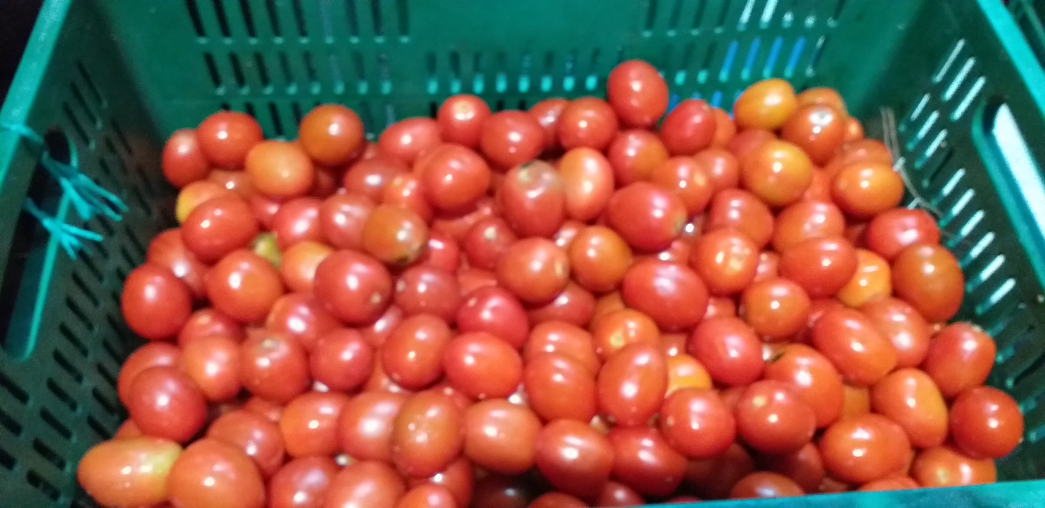 Tomate chonto parejo