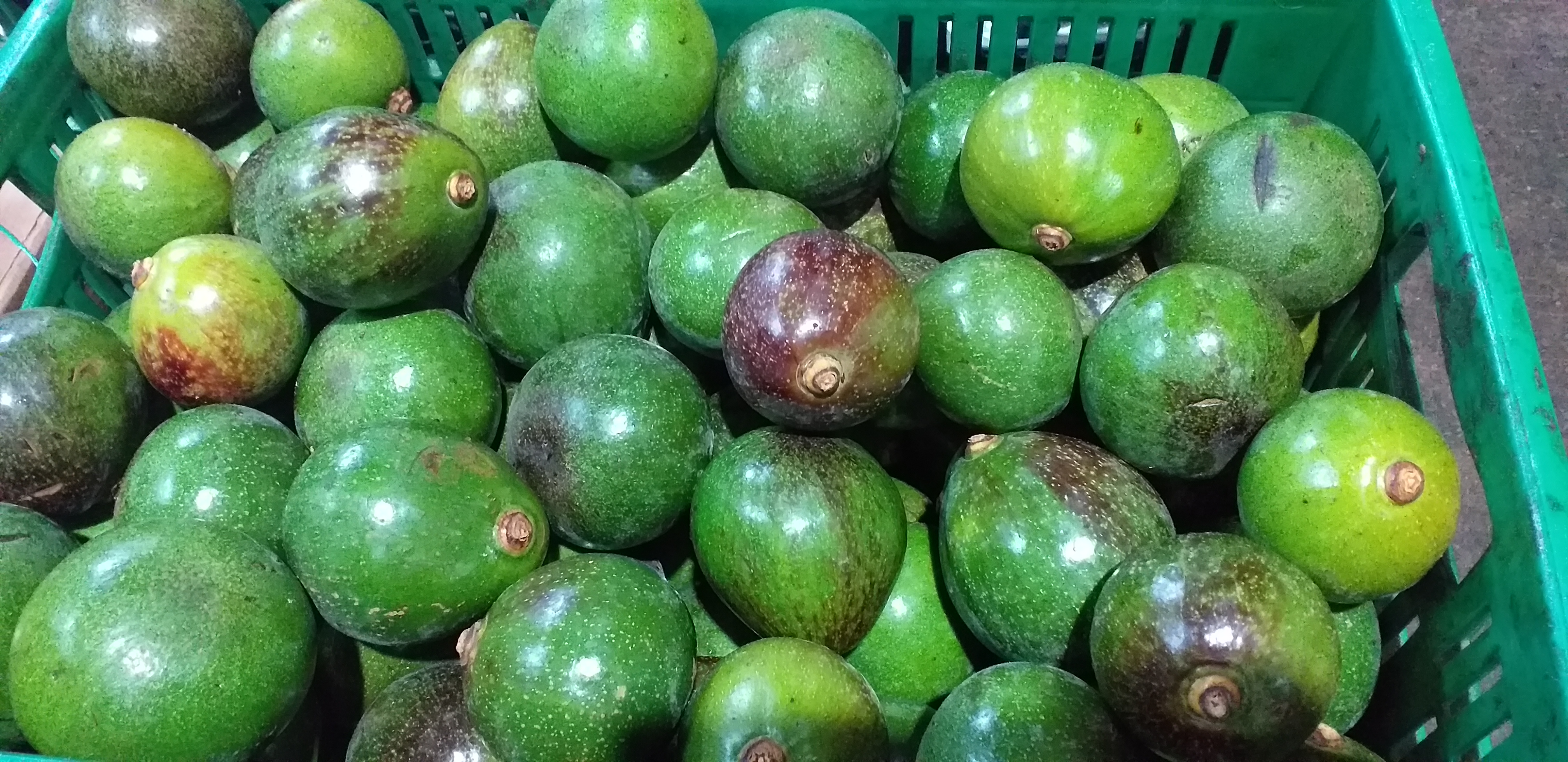 Aguacate reed