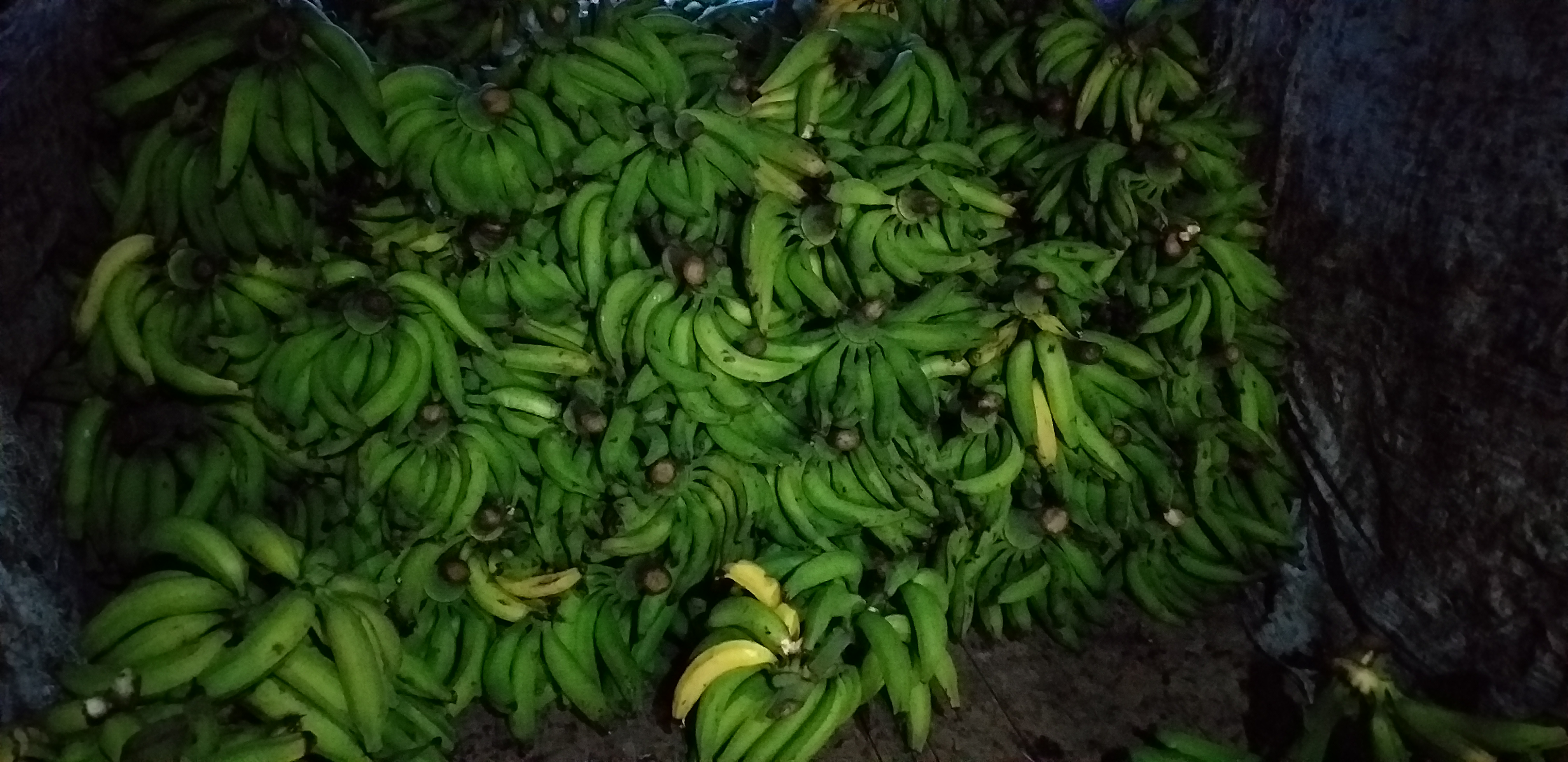 Platano verde